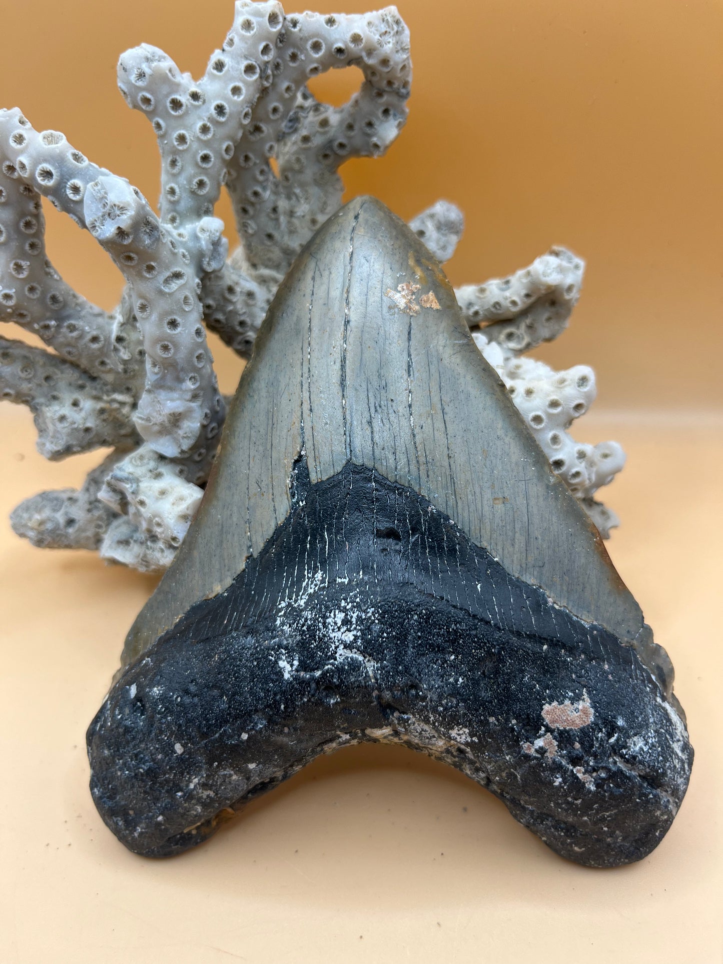 5.2” meg tooth from a 52’ shark, special iron oxide deposits on back