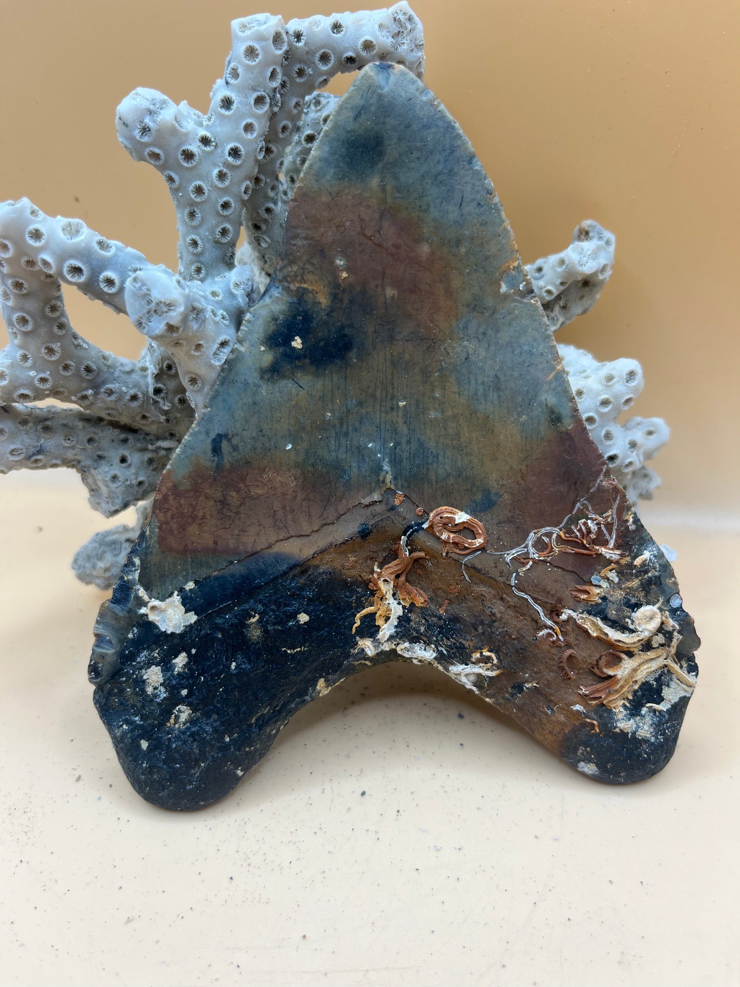 5.2” meg tooth from a 52’ shark, special iron oxide deposits on back