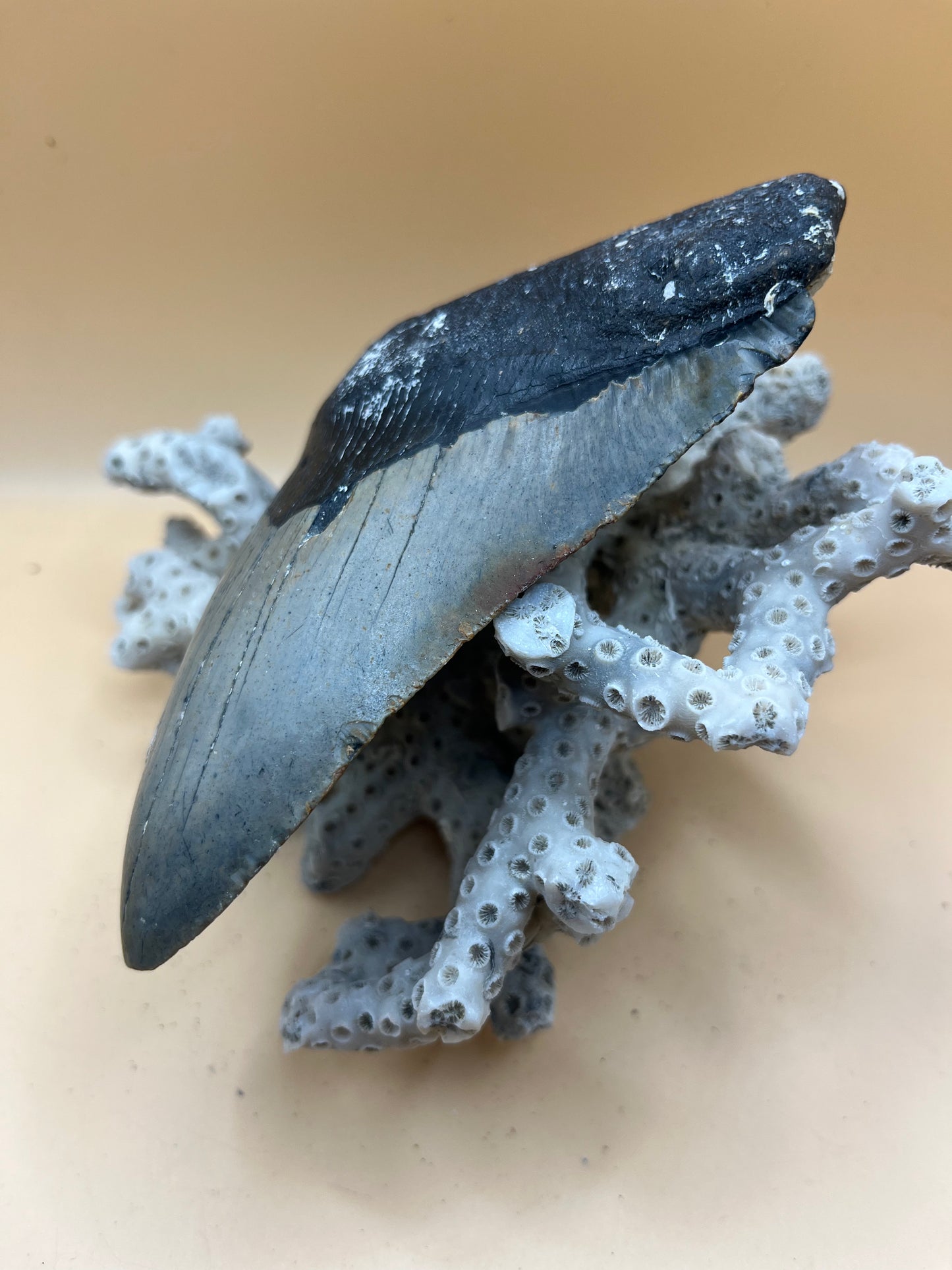 5.2” meg tooth from a 52’ shark, special iron oxide deposits on back