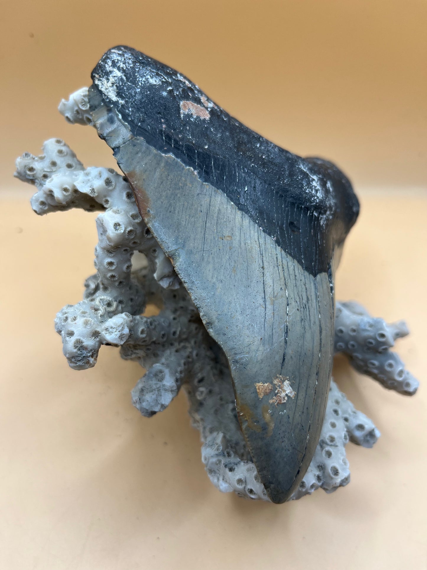 5.2” meg tooth from a 52’ shark, special iron oxide deposits on back