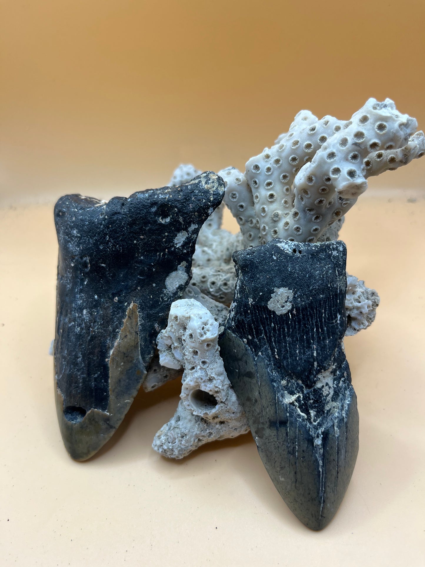 4.5” & 3.5” Megalodon Tooth from a 45’ & 36’ prehistoric shark!