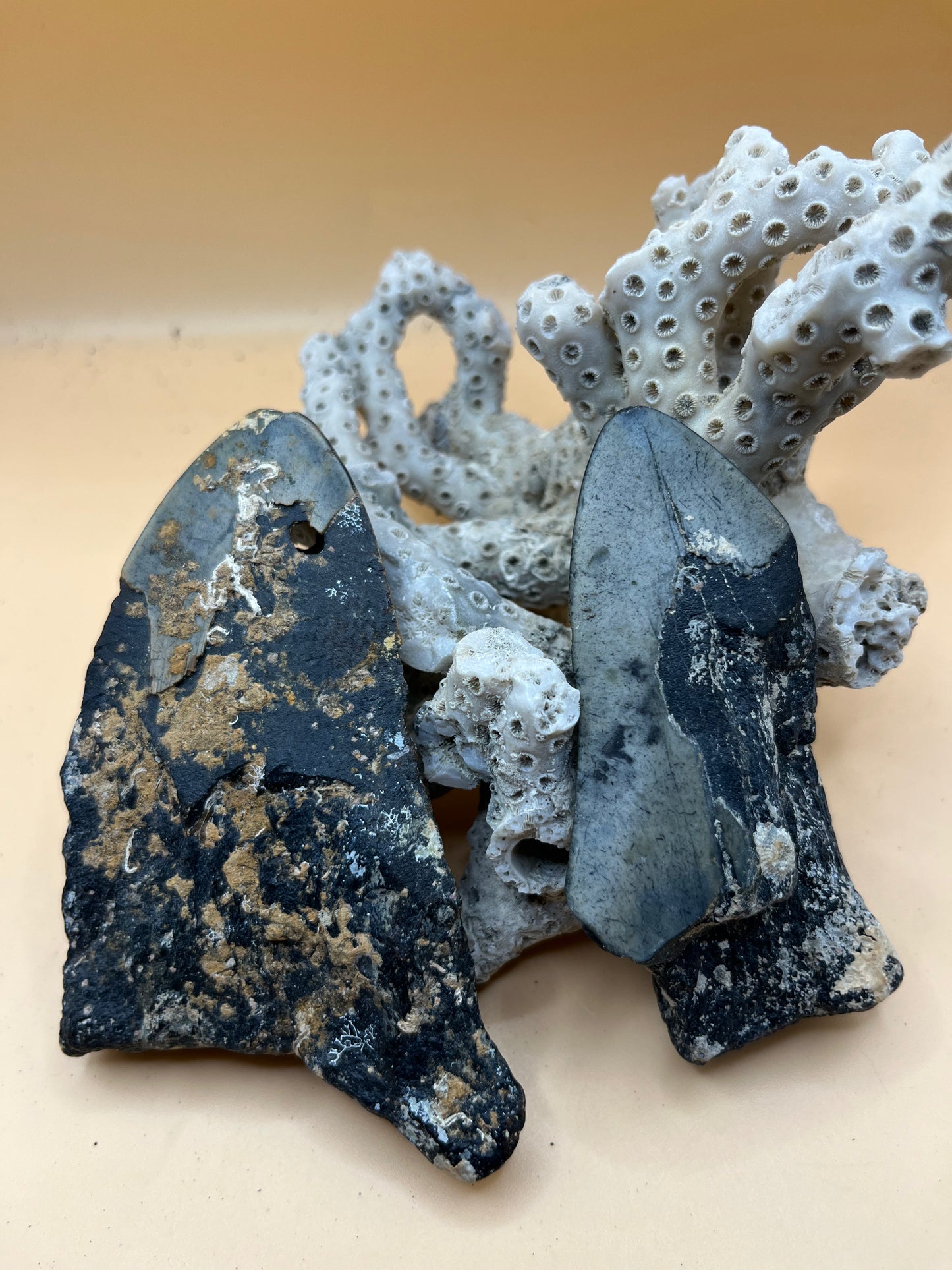 4.5” & 3.5” Megalodon Tooth from a 45’ & 36’ prehistoric shark!