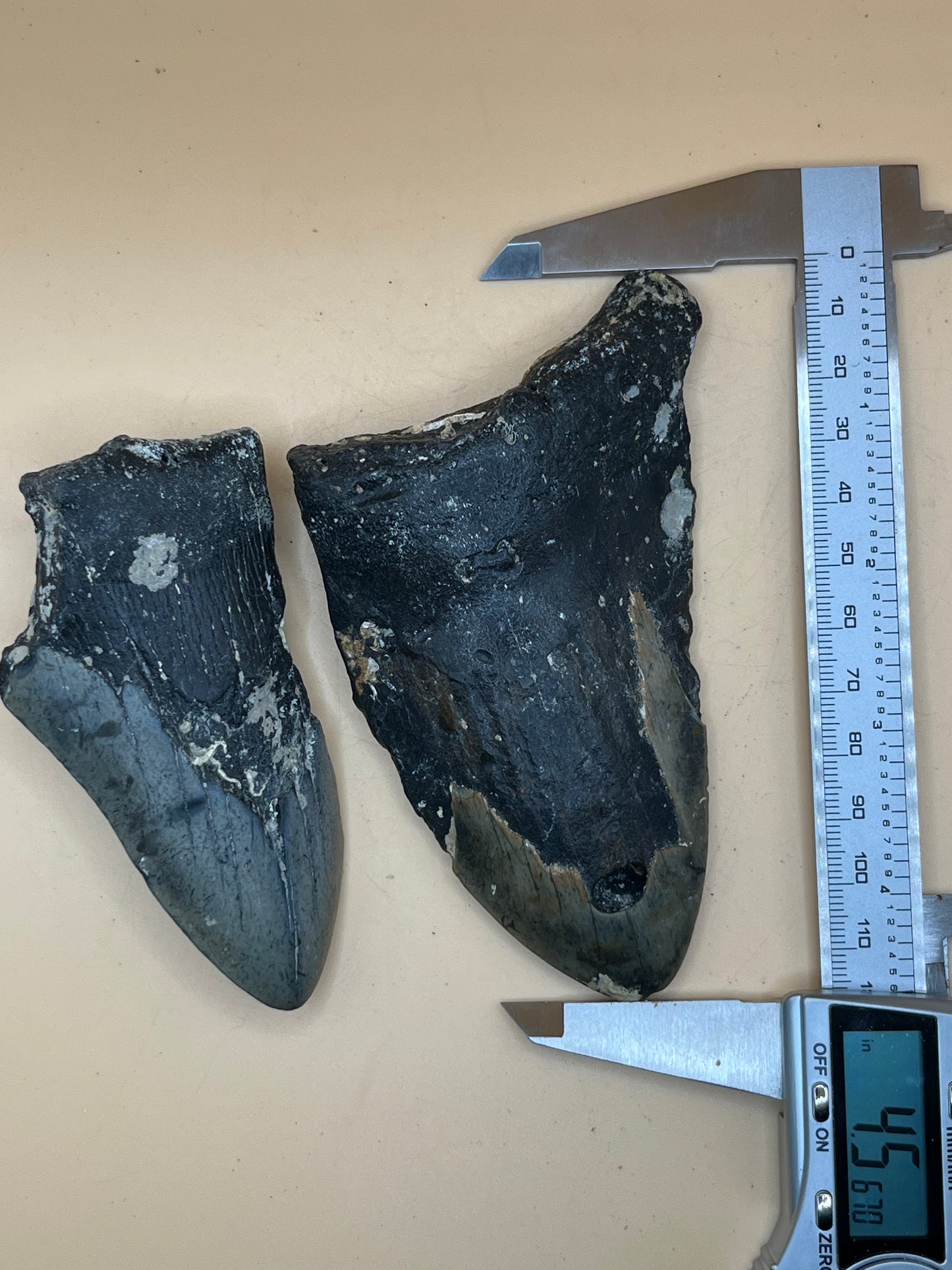 4.5” & 3.5” Megalodon Tooth from a 45’ & 36’ prehistoric shark!
