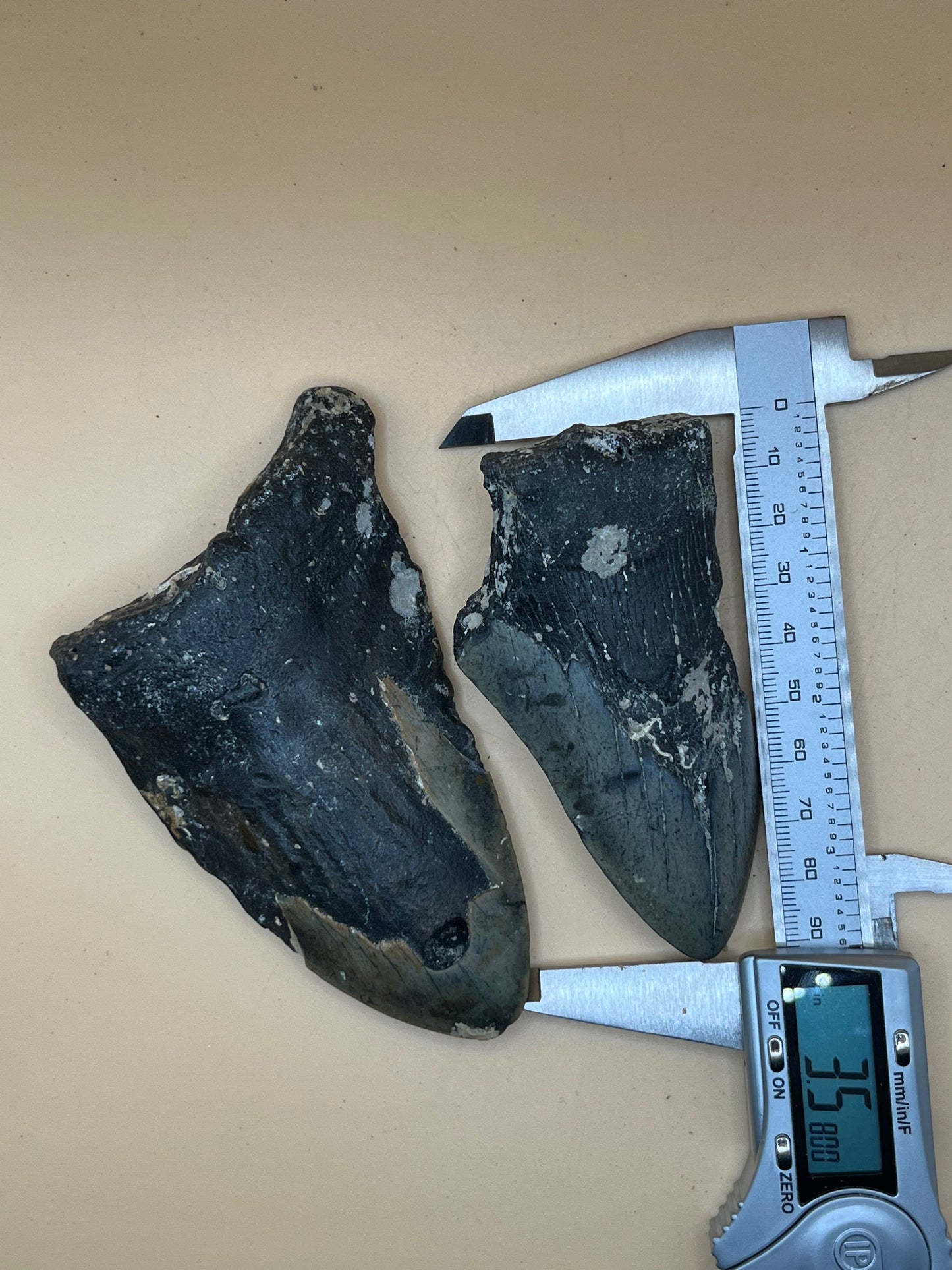 4.5” & 3.5” Megalodon Tooth from a 45’ & 36’ prehistoric shark!