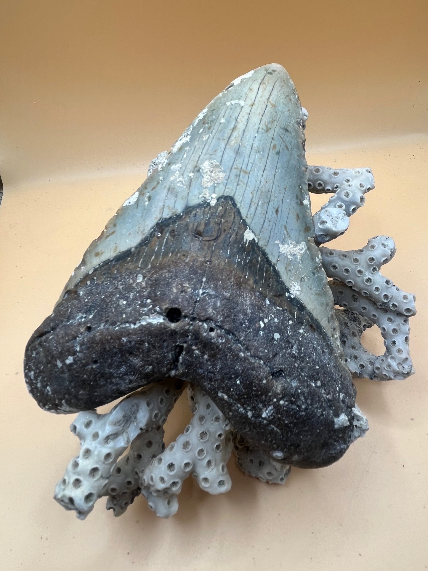 5.6” Megalodon Tooth from a 56’ prehistoric shark!  Great size, nice serrations, nice bourlette