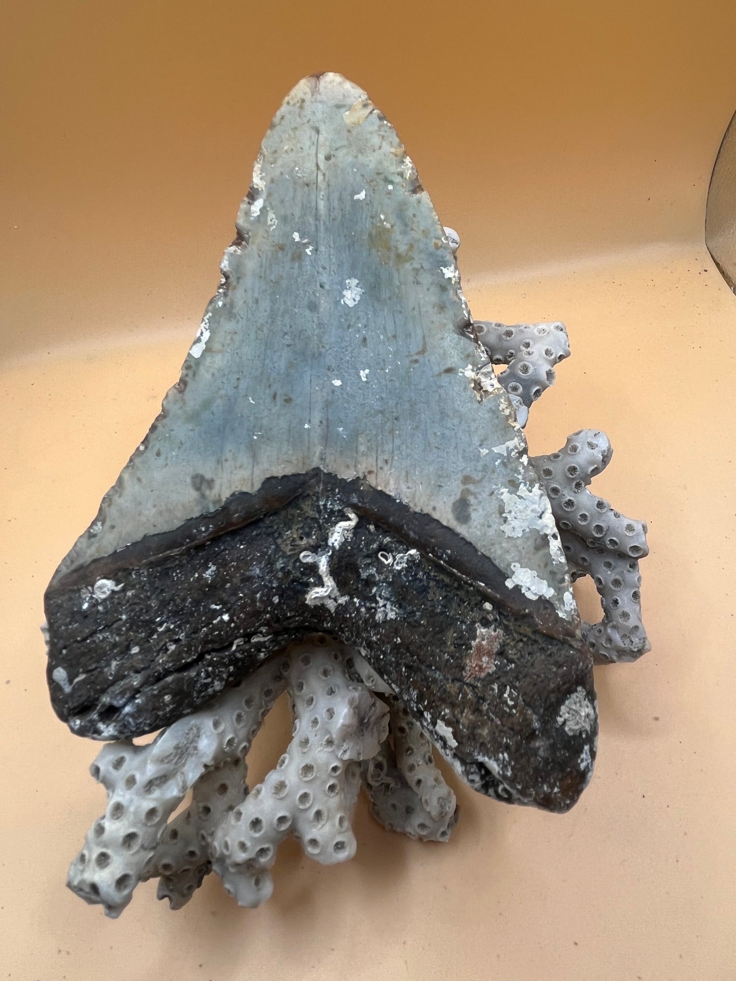 5.6” Megalodon Tooth from a 56’ prehistoric shark!  Great size, nice serrations, nice bourlette