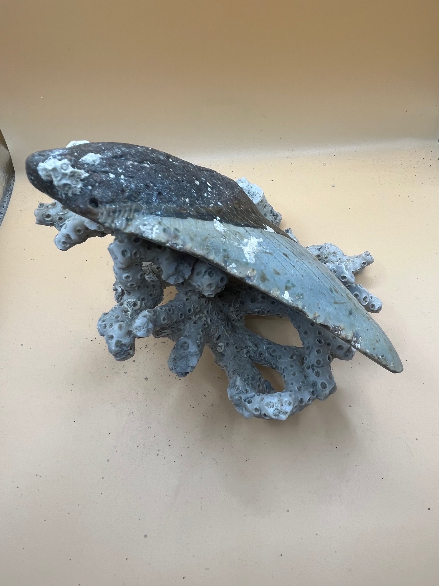 5.6” Megalodon Tooth from a 56’ prehistoric shark!  Great size, nice serrations, nice bourlette