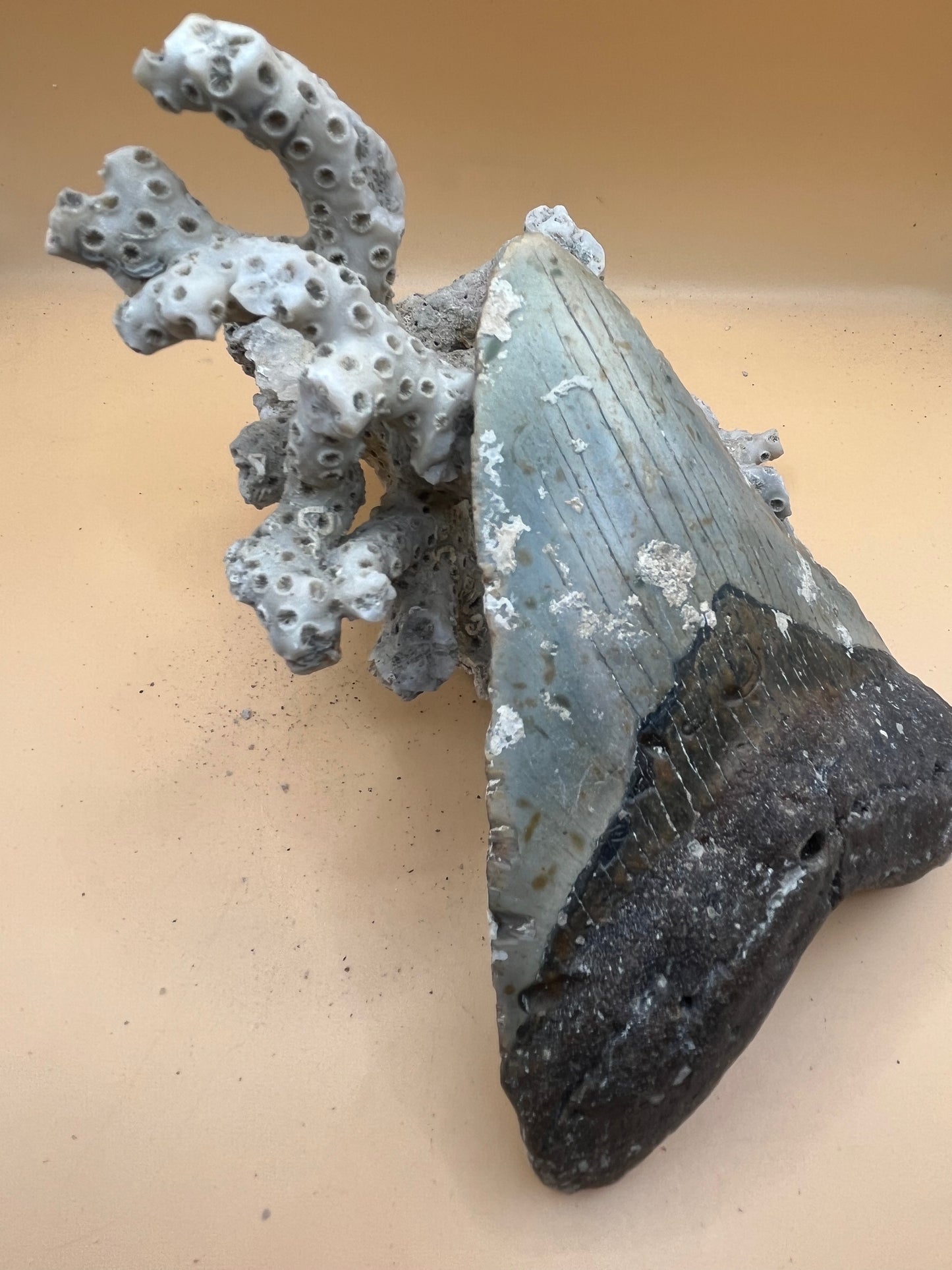 5.6” Megalodon Tooth from a 56’ prehistoric shark!  Great size, nice serrations, nice bourlette