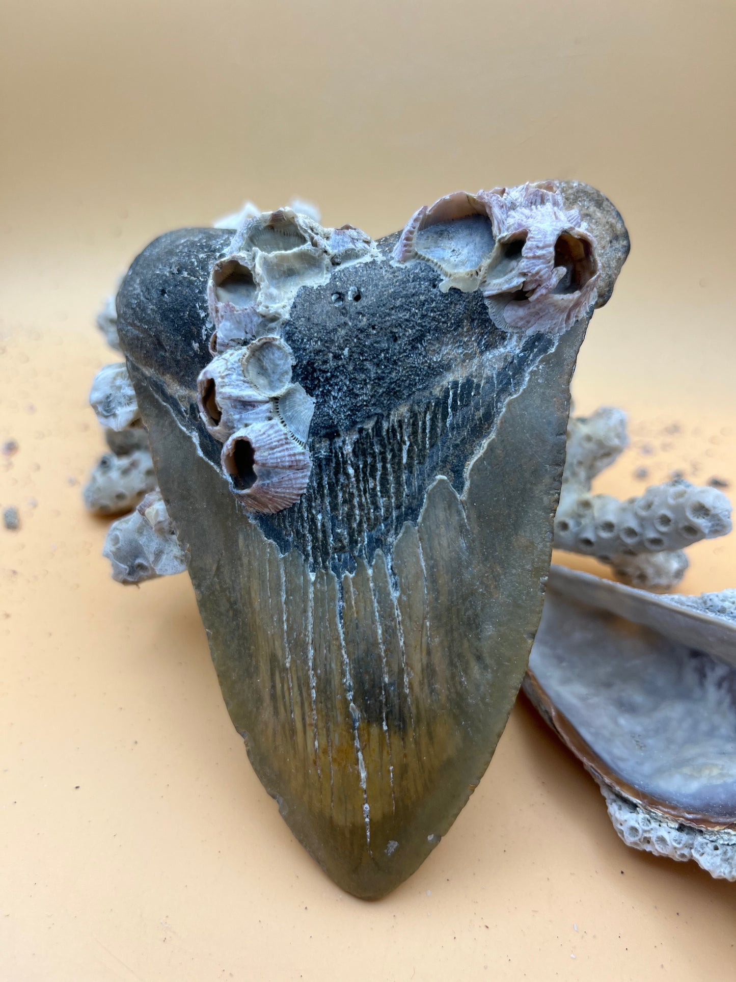 4.65”Megalodon Tooth, Prehistoric Shark Fossil, Hand Recovered, slightly pathological!