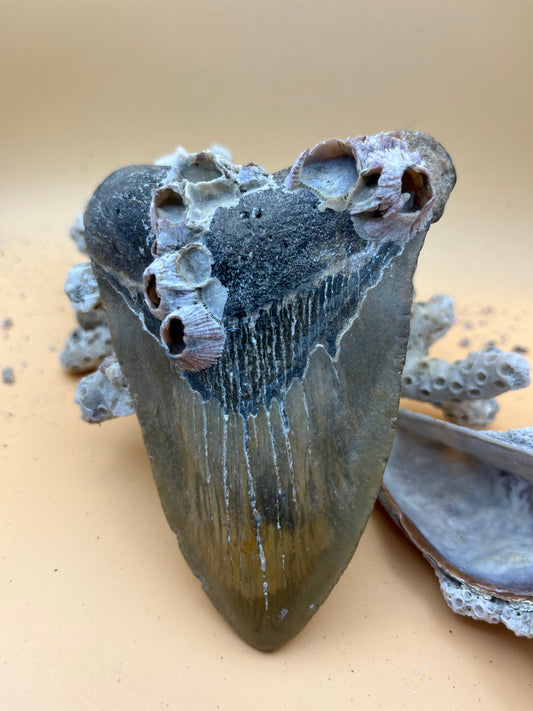 4.65”Megalodon Tooth, Prehistoric Shark Fossil, Hand Recovered, slightly pathological!