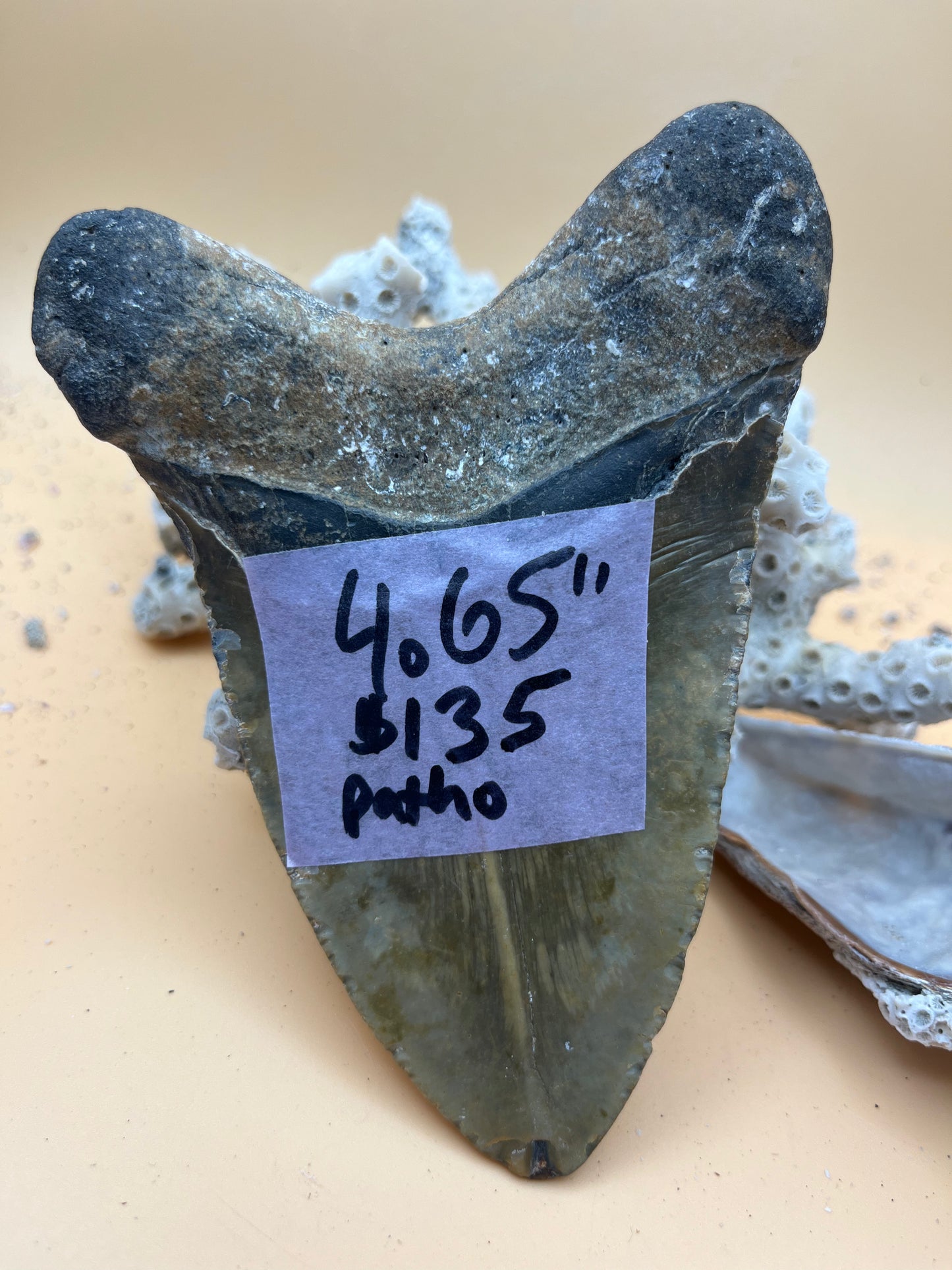 4.65”Megalodon Tooth, Prehistoric Shark Fossil, Hand Recovered, slightly pathological!