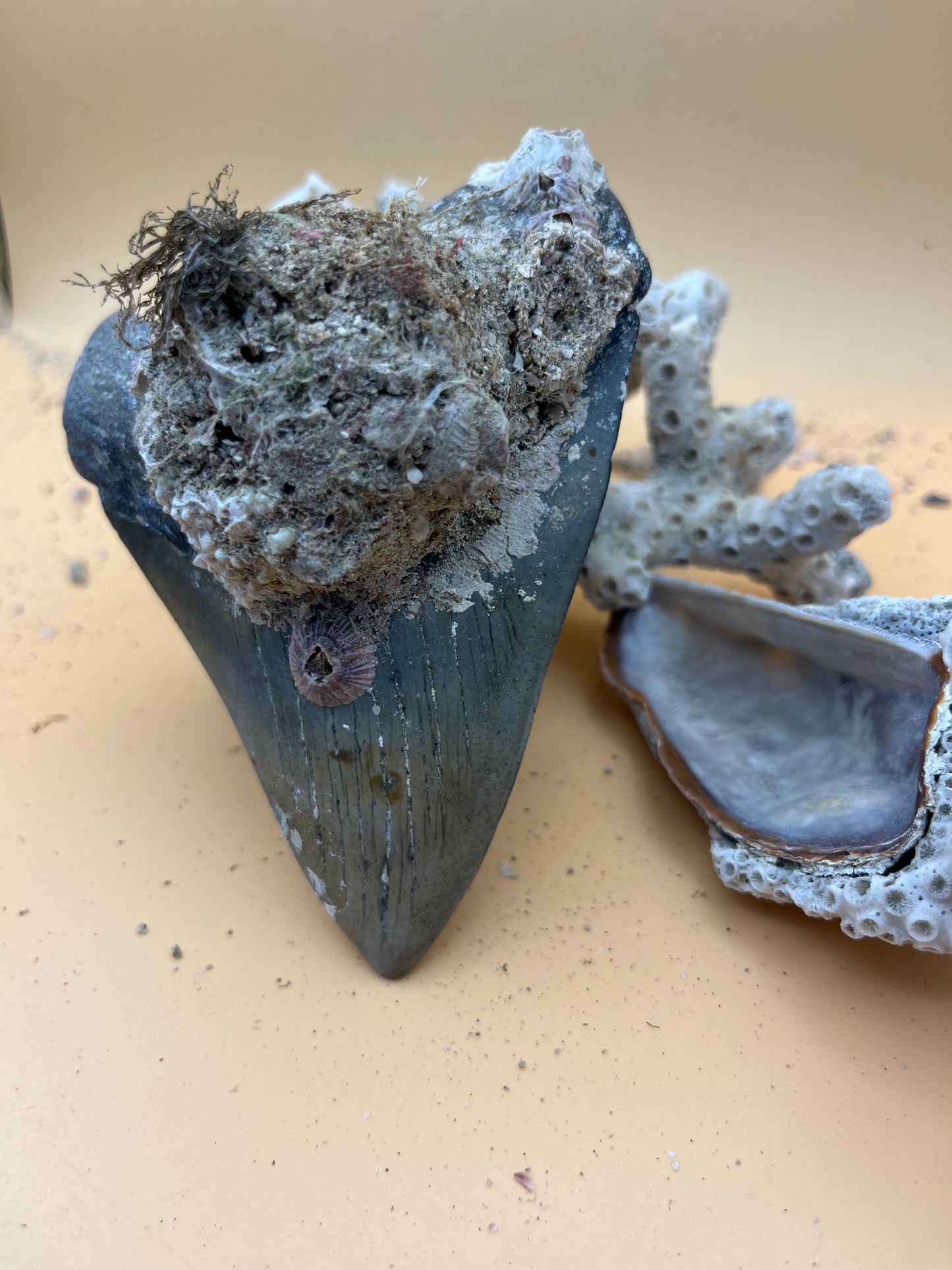 4.43” Megalodon Tooth from a 44’ prehistoric shark!