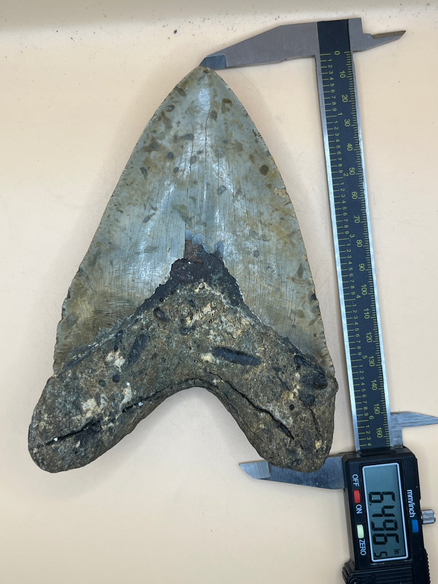 6.5” x 4.6” Megalodon Tooth from a 66’ prehistoric shark! Massive rare size!