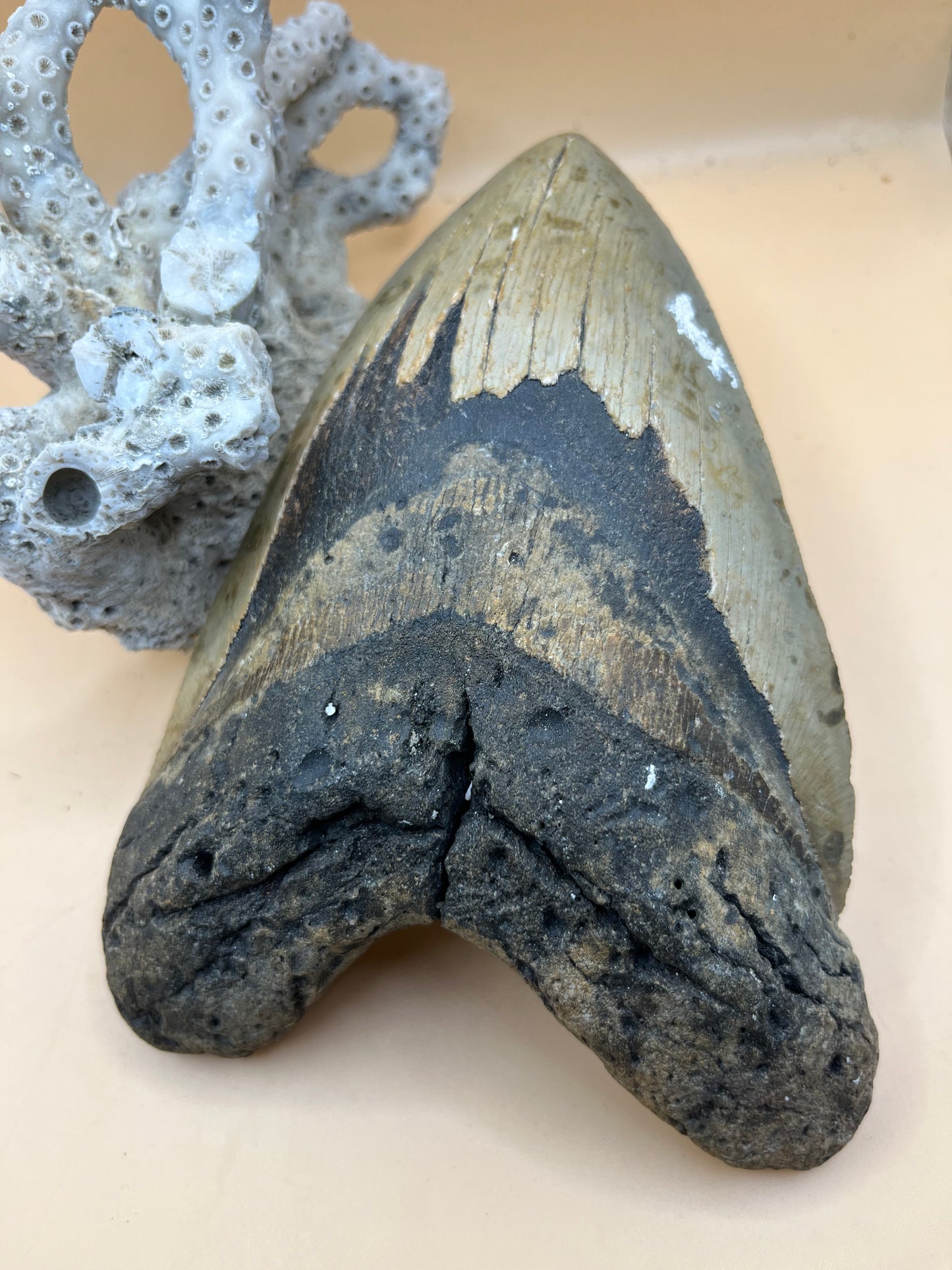 6.5” x 4.6” Megalodon Tooth from a 66’ prehistoric shark! Massive rare size!