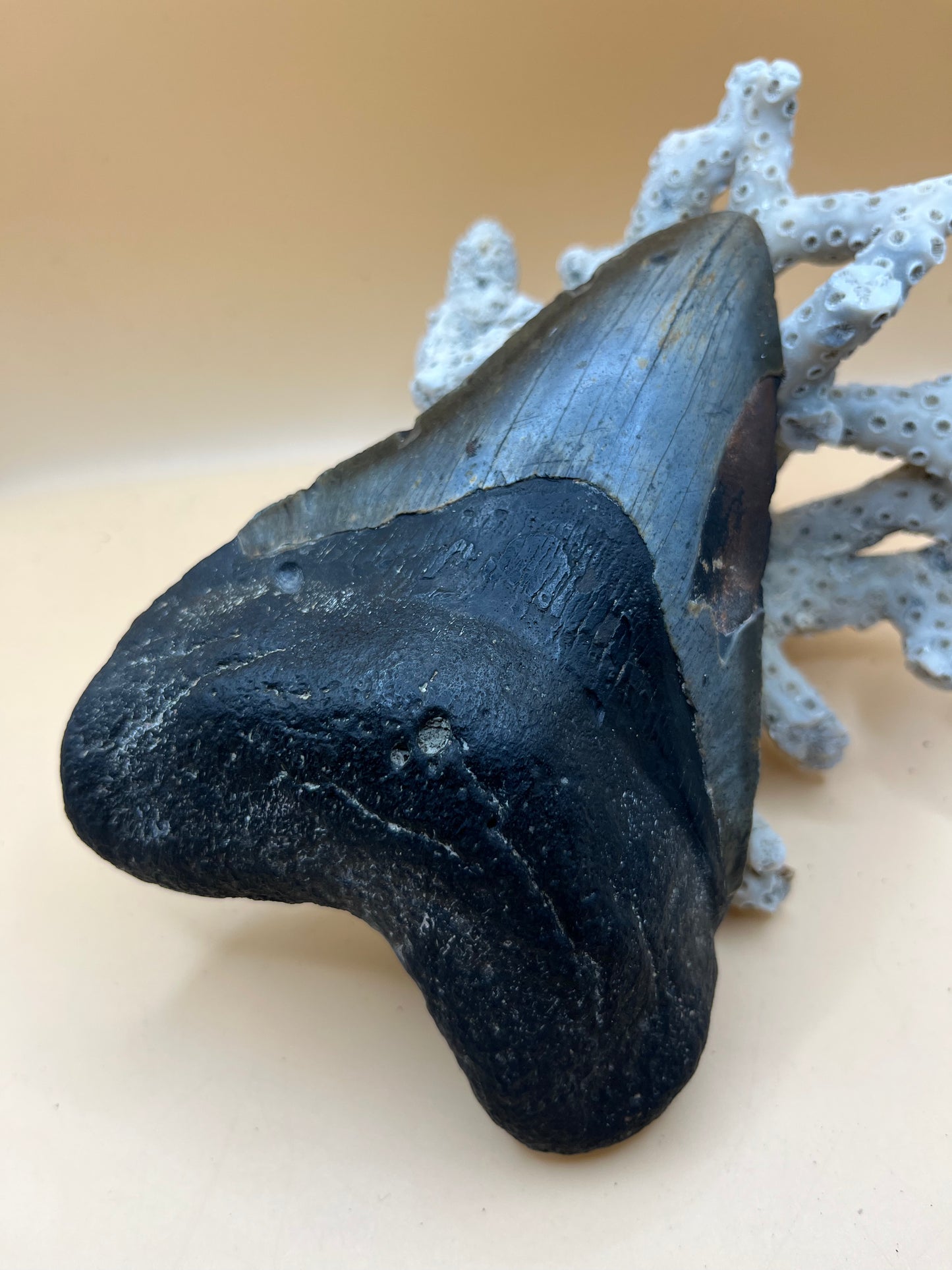 5.7”  Megalodon Tooth from a 57’ prehistoric shark! Great size, nice serrations, nice bourlette. All teeth are hand recovered in 100+ feet of water by scuba divers off North Carolina. You’re the second human to hold this tooth!