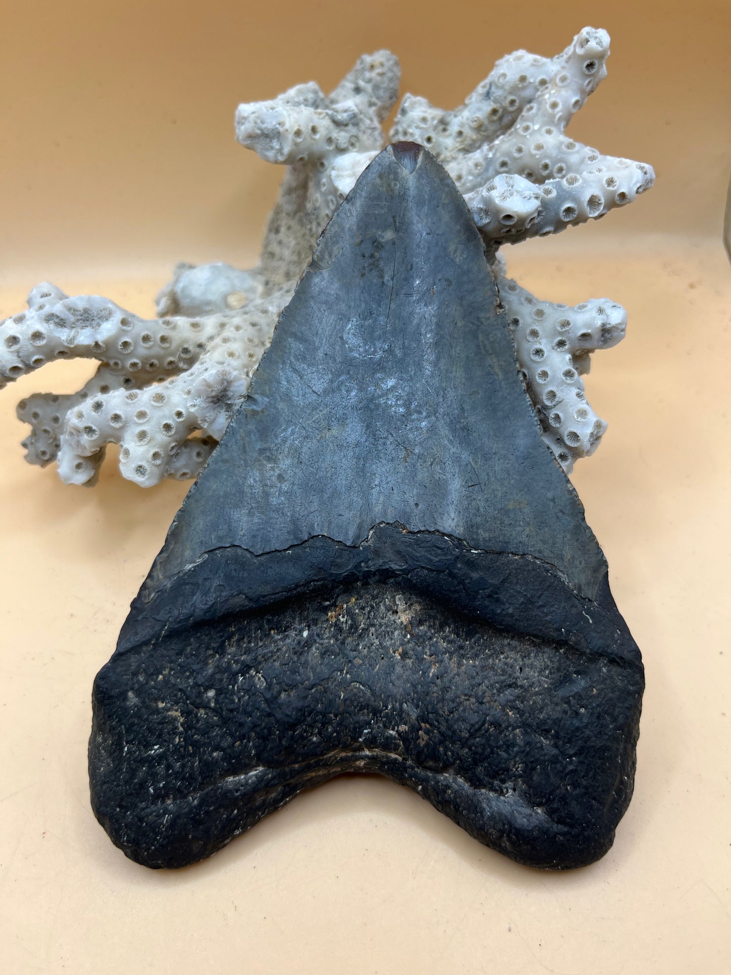 5.7”  Megalodon Tooth from a 57’ prehistoric shark! Great size, nice serrations, nice bourlette. All teeth are hand recovered in 100+ feet of water by scuba divers off North Carolina. You’re the second human to hold this tooth!