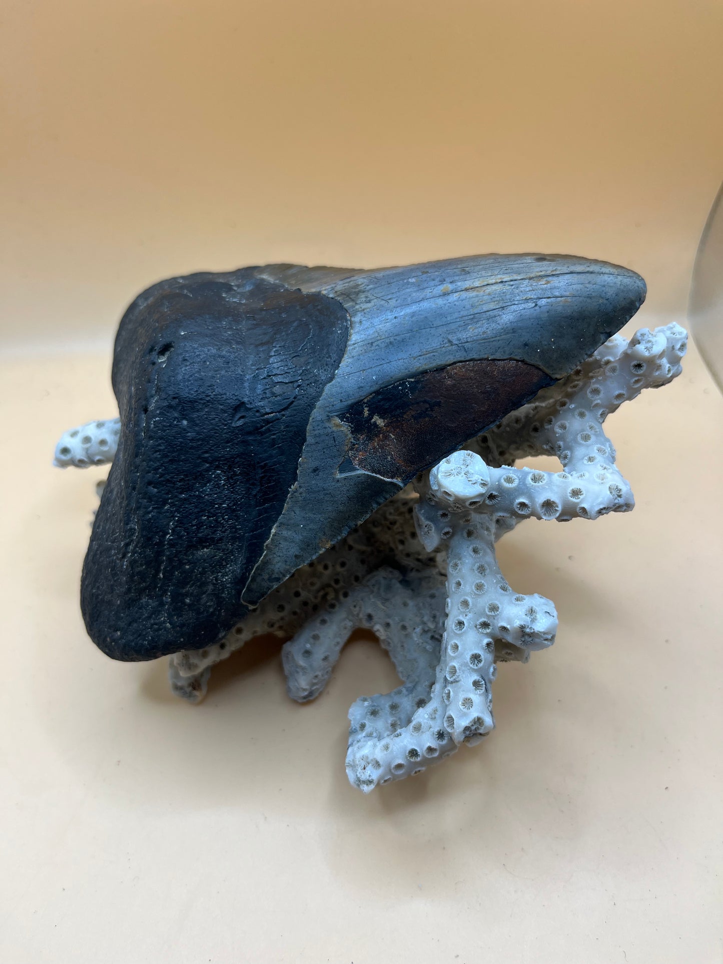 5.7”  Megalodon Tooth from a 57’ prehistoric shark! Great size, nice serrations, nice bourlette. All teeth are hand recovered in 100+ feet of water by scuba divers off North Carolina. You’re the second human to hold this tooth!