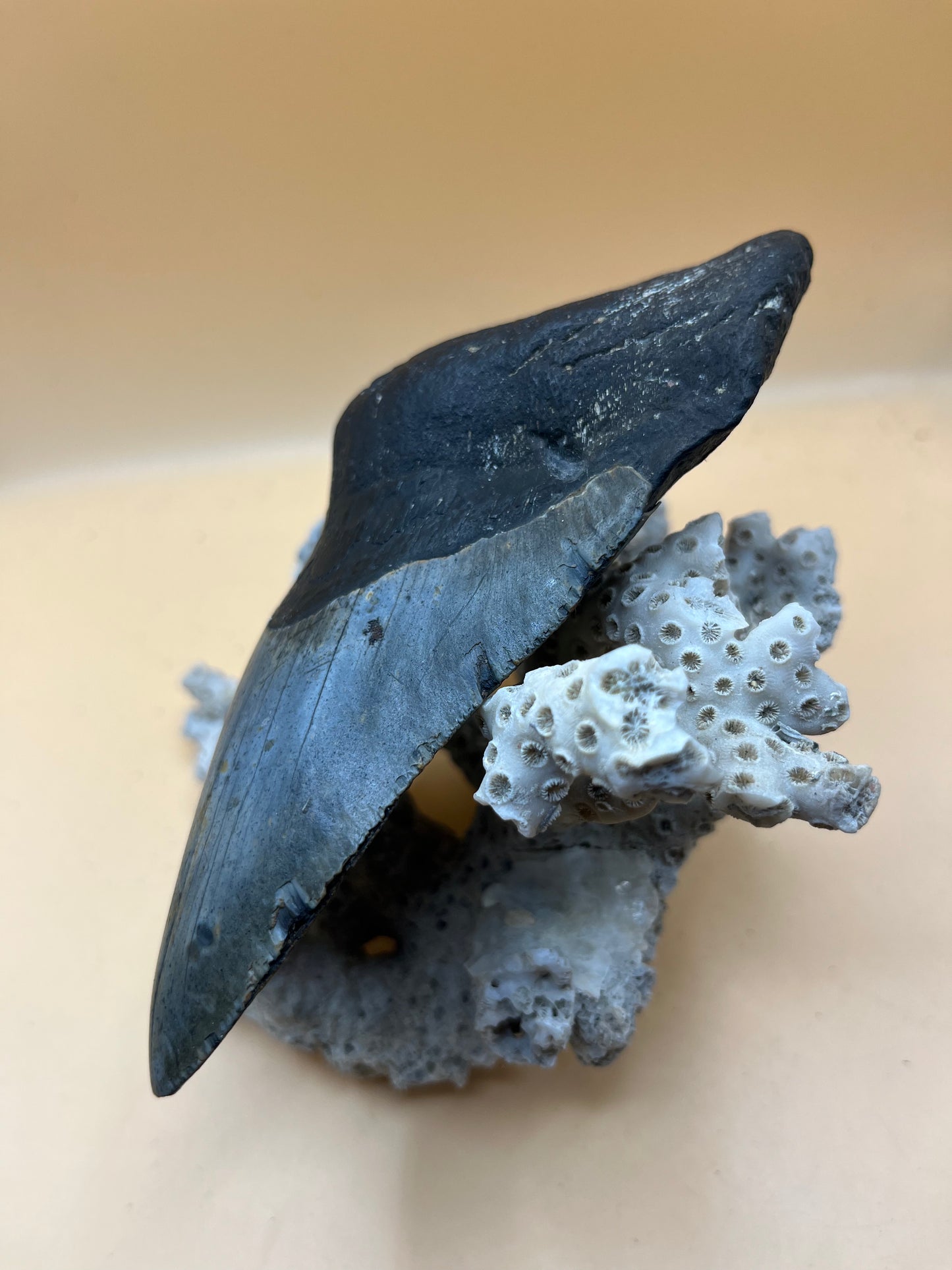 5.7”  Megalodon Tooth from a 57’ prehistoric shark! Great size, nice serrations, nice bourlette. All teeth are hand recovered in 100+ feet of water by scuba divers off North Carolina. You’re the second human to hold this tooth!