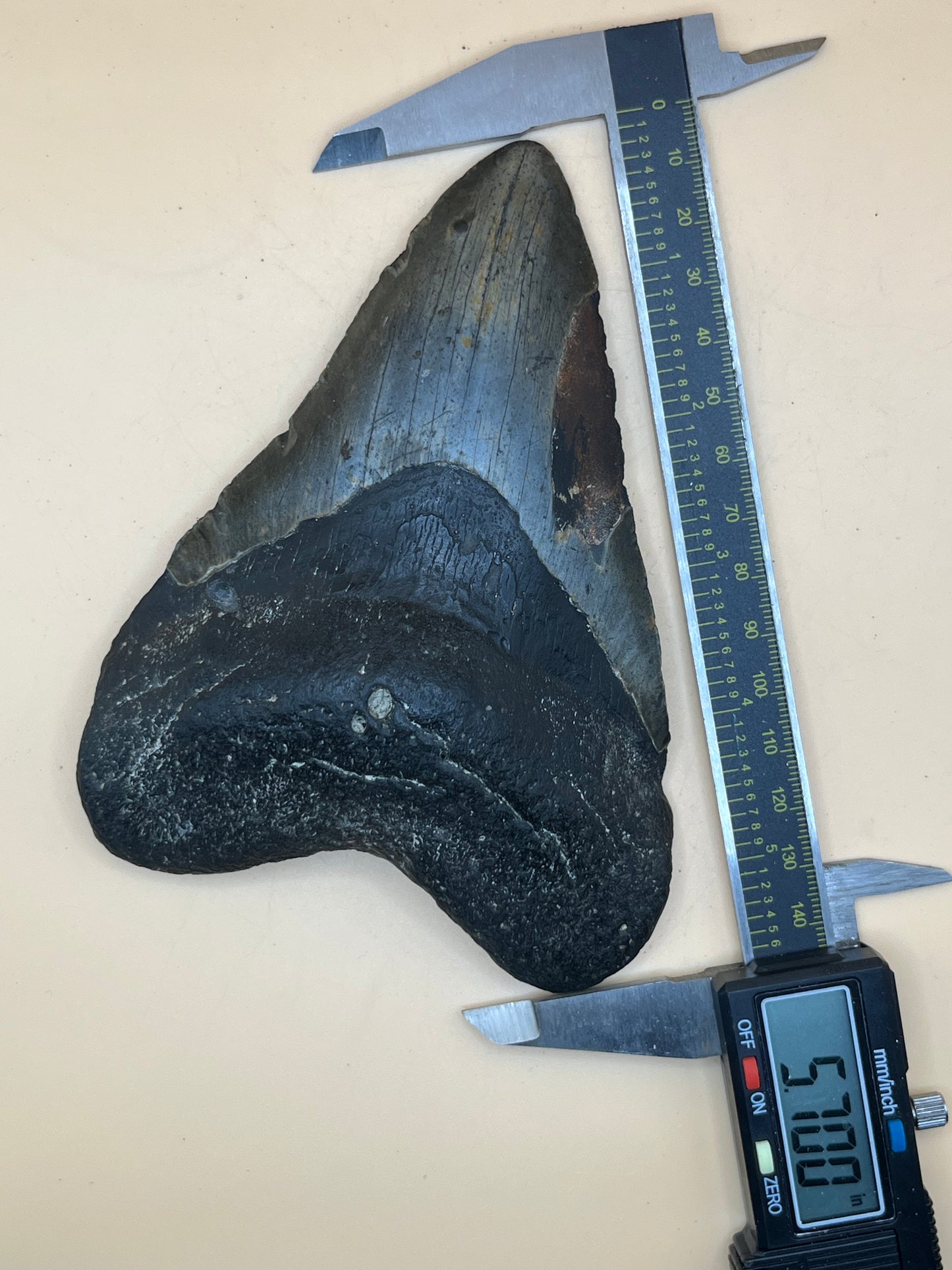 5.7”  Megalodon Tooth from a 57’ prehistoric shark! Great size, nice serrations, nice bourlette. All teeth are hand recovered in 100+ feet of water by scuba divers off North Carolina. You’re the second human to hold this tooth!