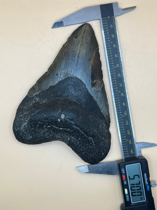 5.7”  Megalodon Tooth from a 57’ prehistoric shark! Great size, nice serrations, nice bourlette. All teeth are hand recovered in 100+ feet of water by scuba divers off North Carolina. You’re the second human to hold this tooth!