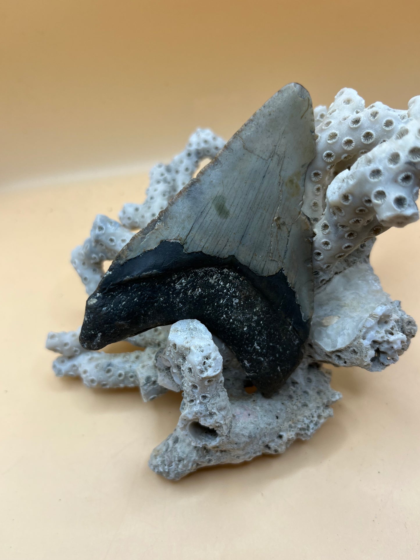 3.6” Megalodon Tooth from a 36’ prehistoric shark! Great size, nice serrations, nice bourlette.