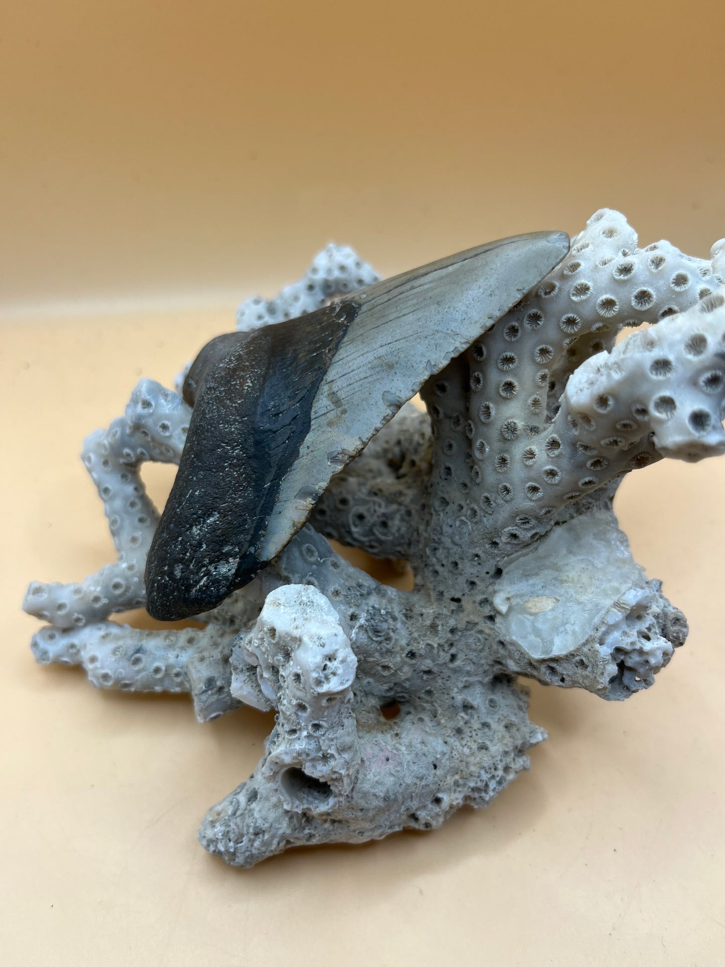 3.6” Megalodon Tooth from a 36’ prehistoric shark! Great size, nice serrations, nice bourlette.