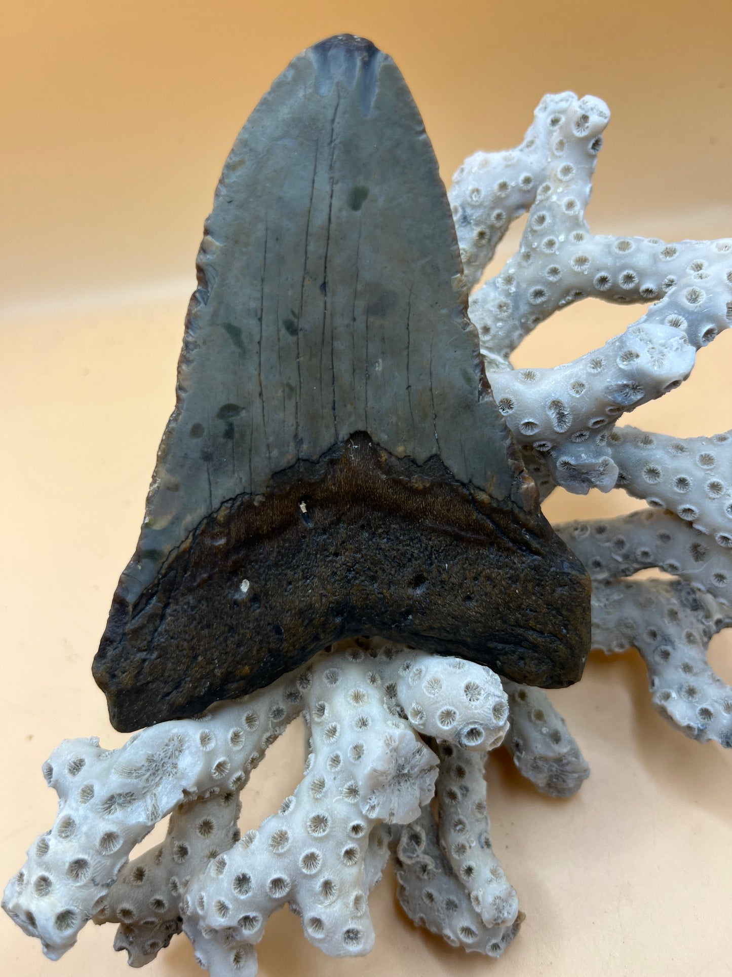 4.0” Megalodon Tooth from a 40’ prehistoric shark!