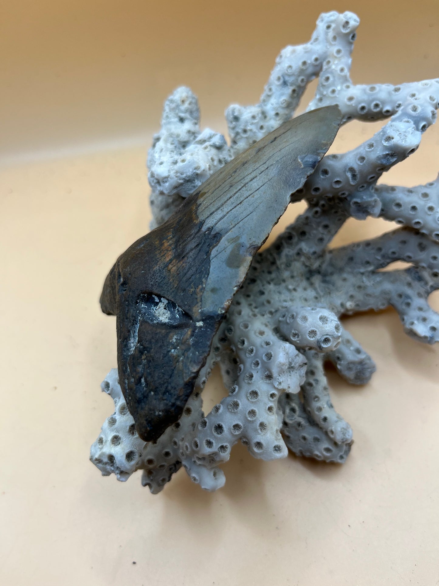 4.0” Megalodon Tooth from a 40’ prehistoric shark!