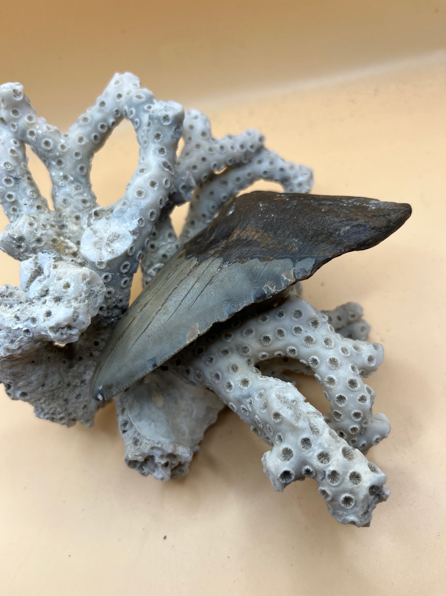 4.0” Megalodon Tooth from a 40’ prehistoric shark!