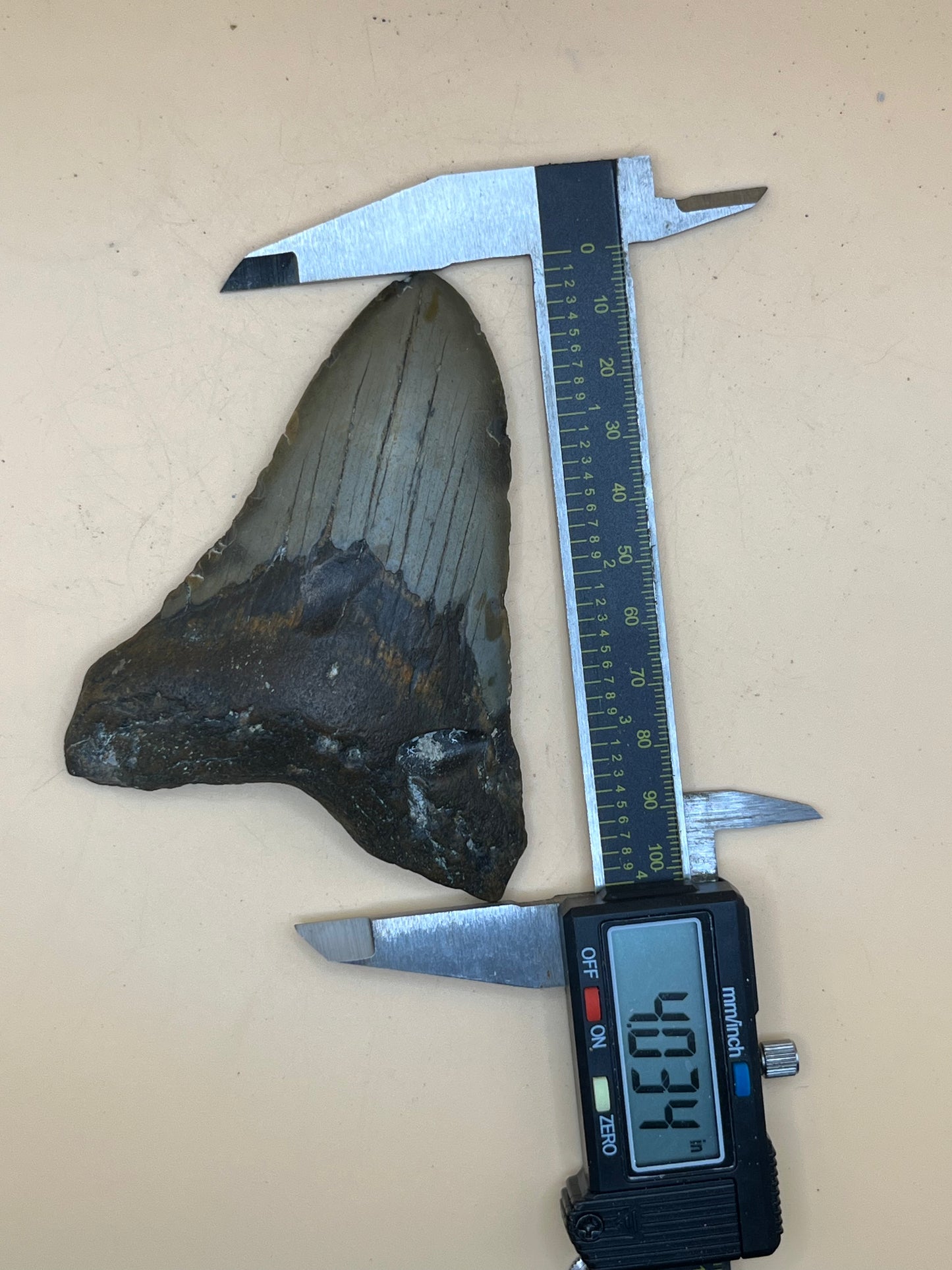4.0” Megalodon Tooth from a 40’ prehistoric shark!