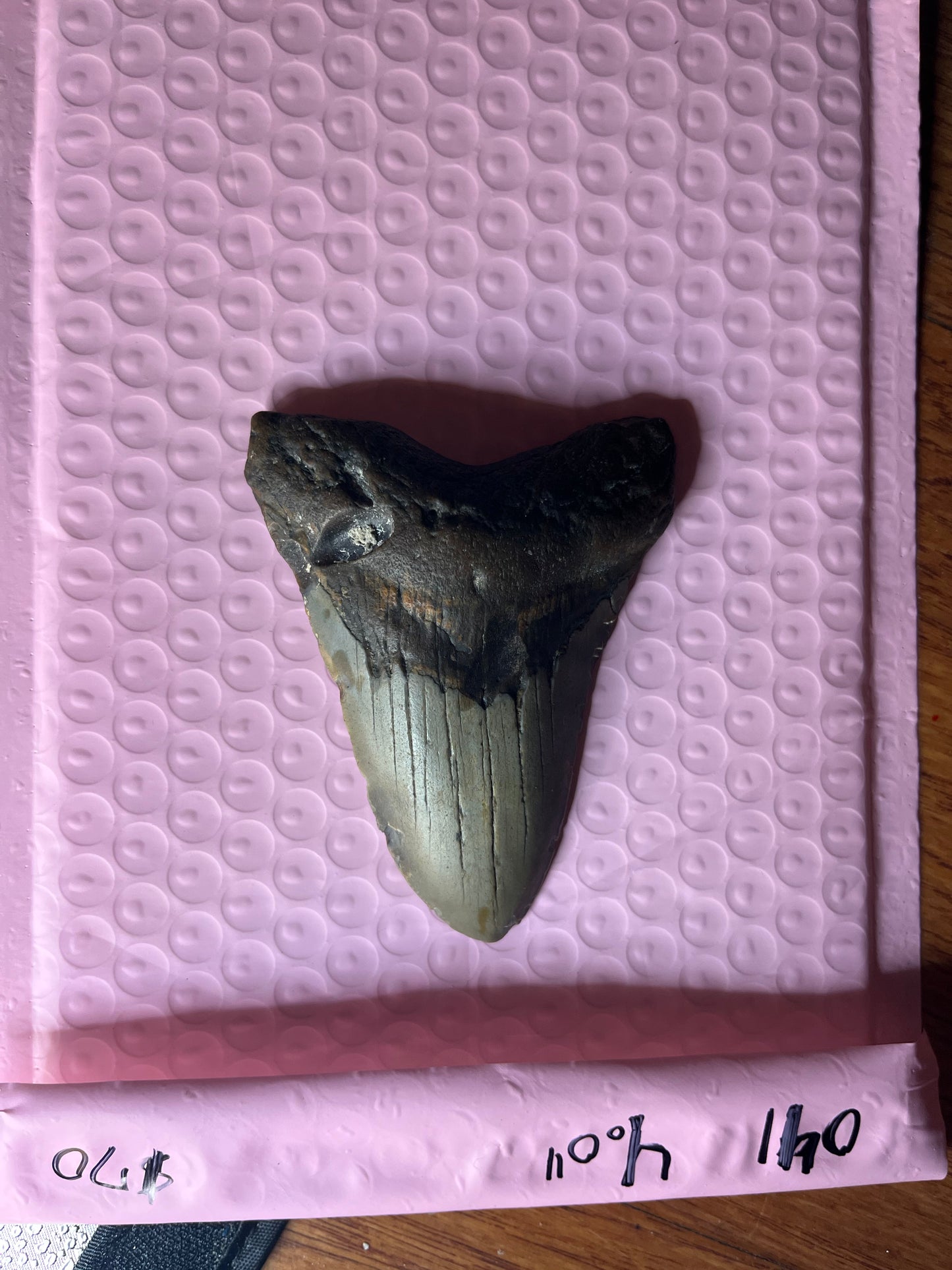 4.0” Megalodon Tooth from a 40’ prehistoric shark!