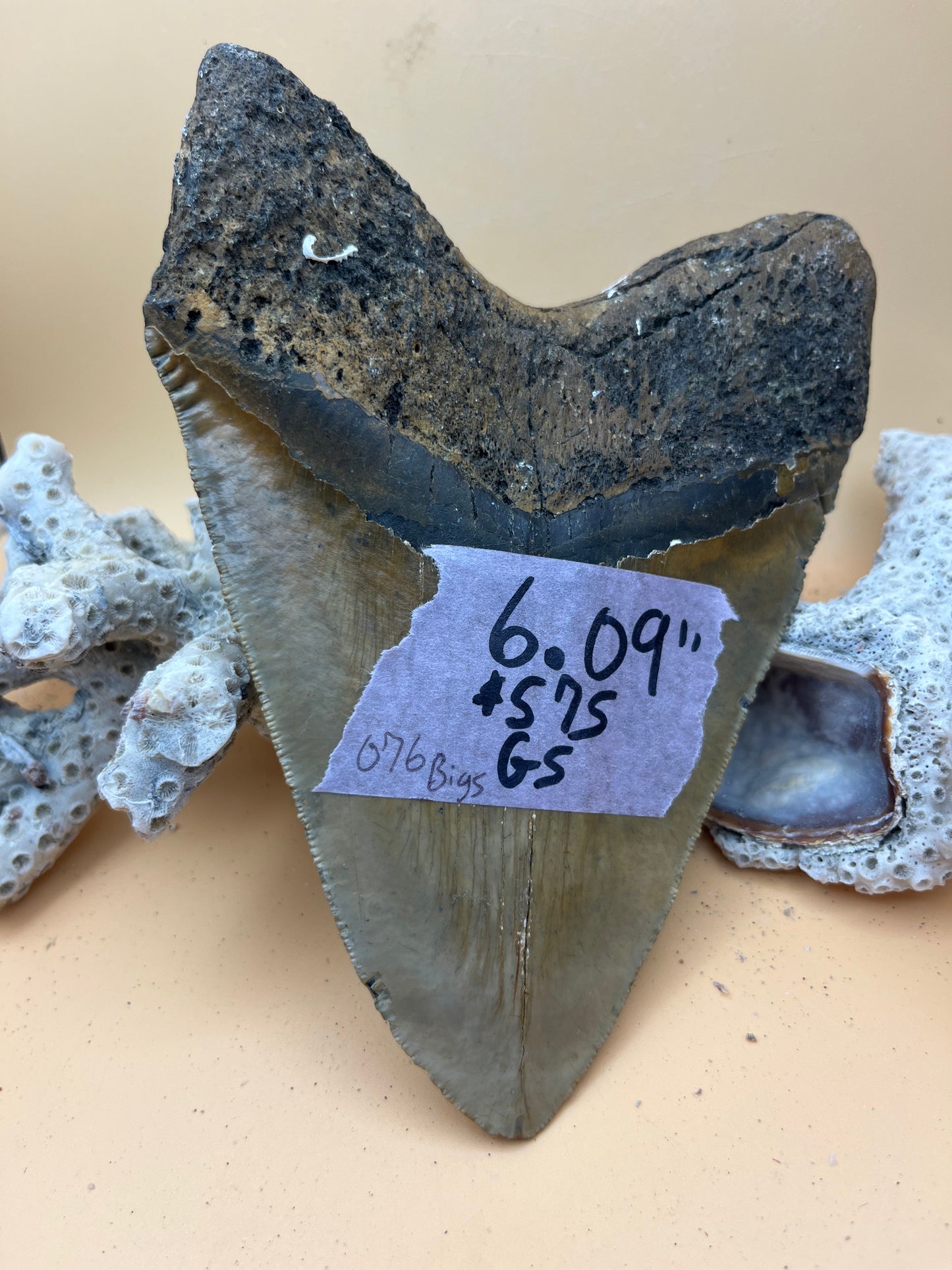 6.09” Megalodon Tooth, Hand Recovered Prehistoric Shark Fossil