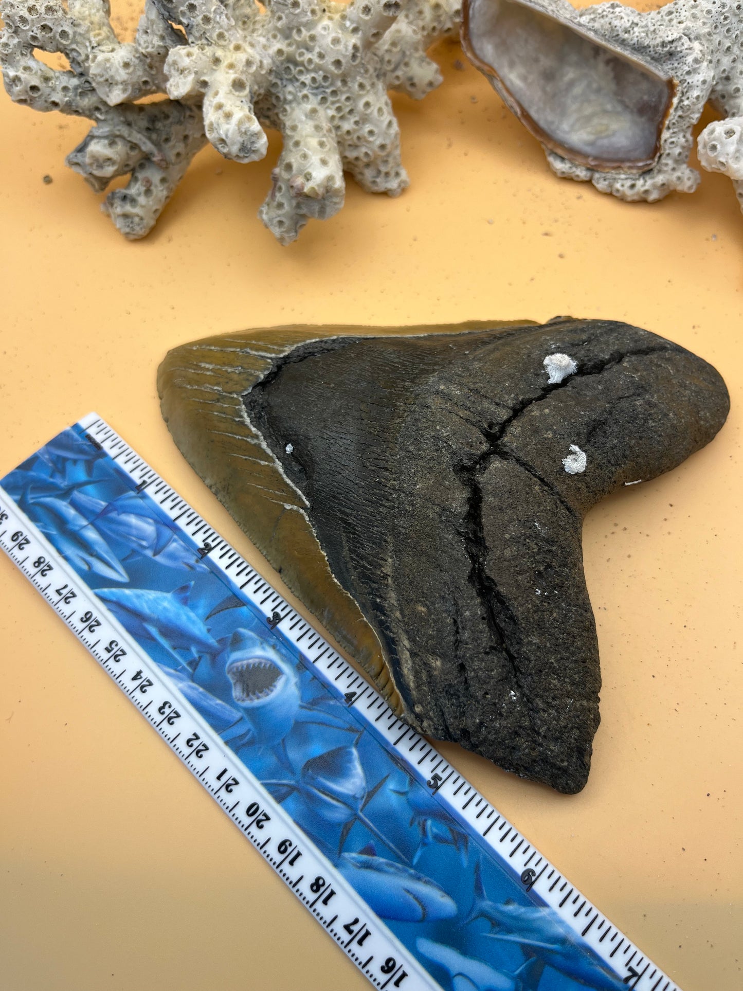 6.09” Megalodon Tooth, Hand Recovered Prehistoric Shark Fossil