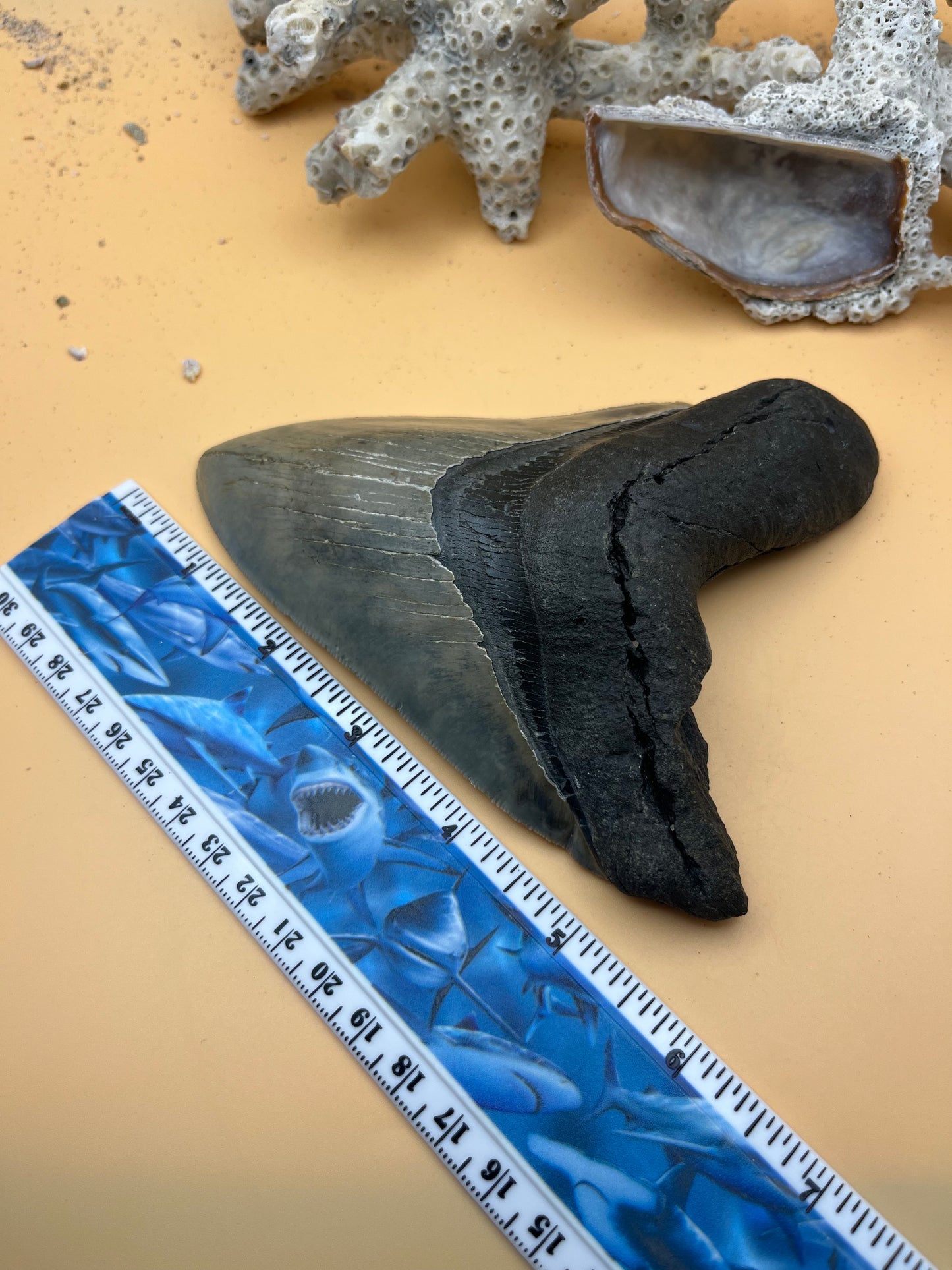 5.6” Megalodon Tooth, high quality, from a 56’ prehistoric shark! Great serrations & unique color