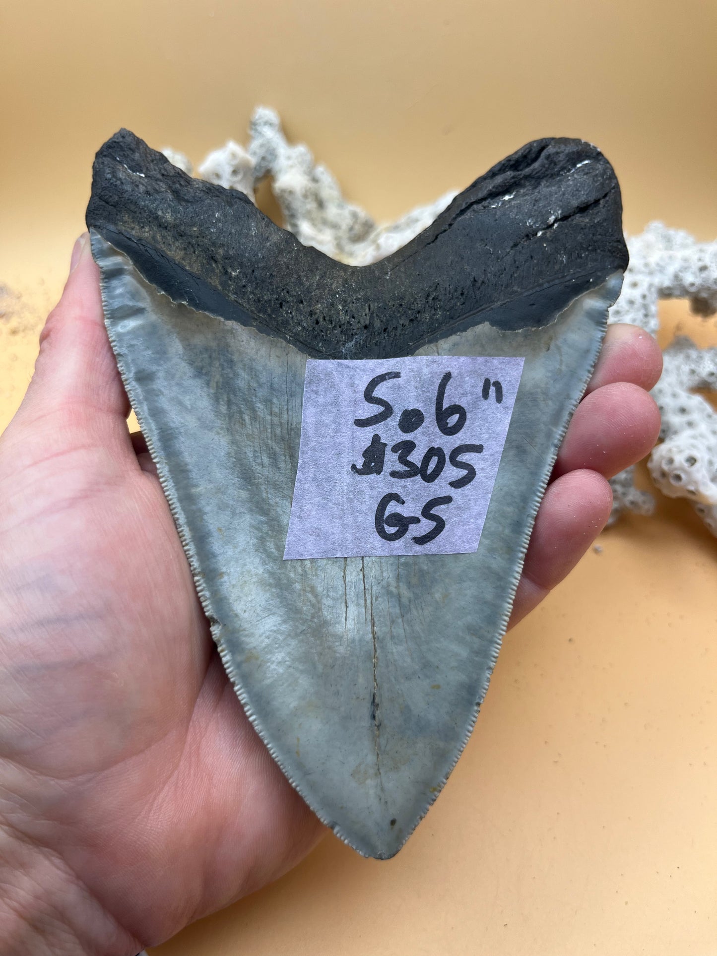 5.6” Megalodon Tooth, high quality, from a 56’ prehistoric shark! Great serrations & unique color