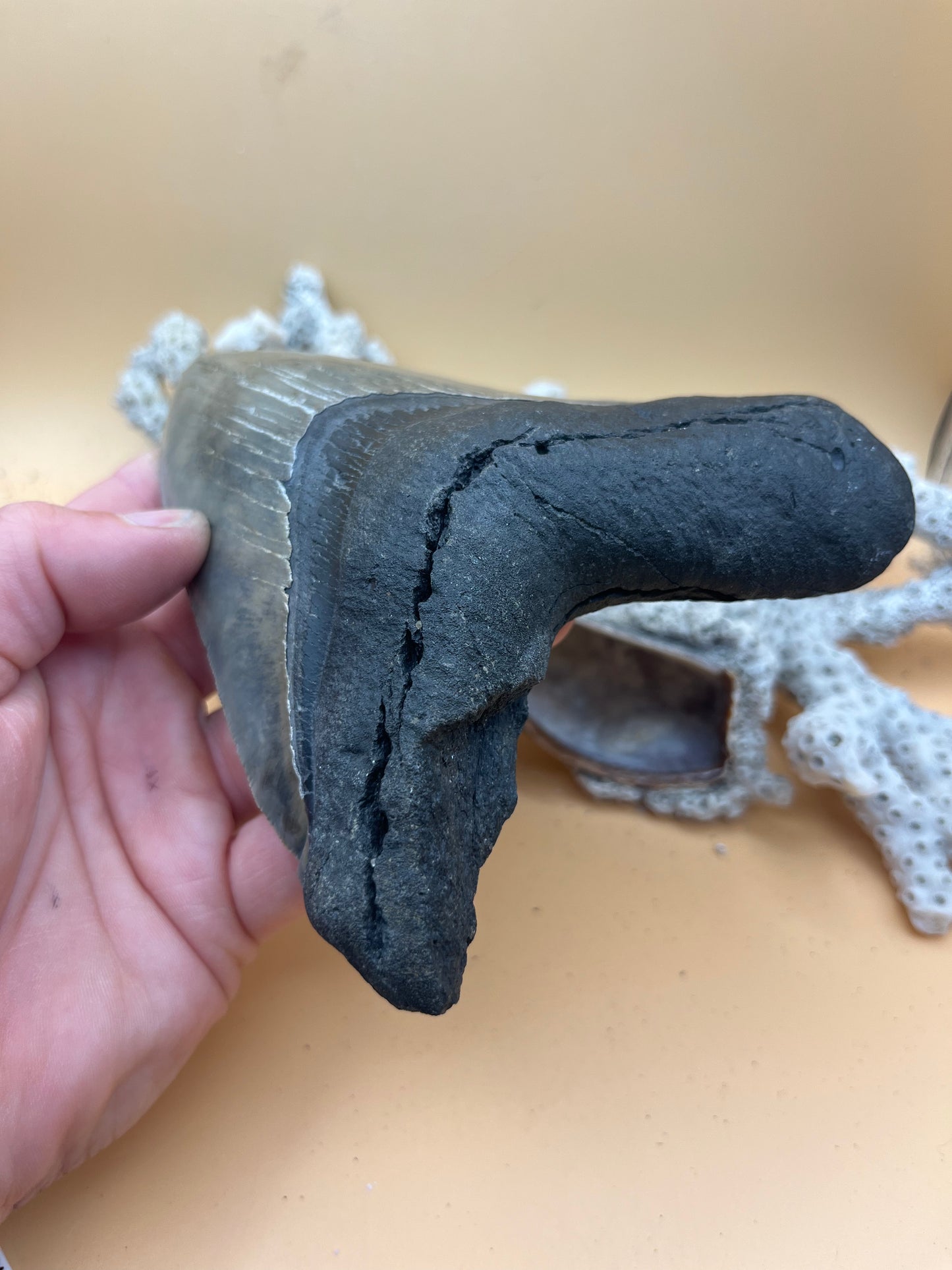 5.6” Megalodon Tooth, high quality, from a 56’ prehistoric shark! Great serrations & unique color