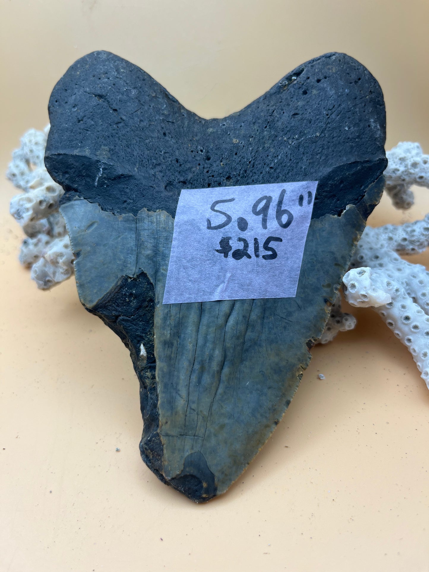 5.96” Megalodon Tooth from a 59’ prehistoric shark!  Great size, nice serrations, nice bourlette. All teeth are hand recovered in 100+ feet of water by scuba divers off North Carolina.  You’re the second human to hold this tooth! Check out Megalodon Tooth
