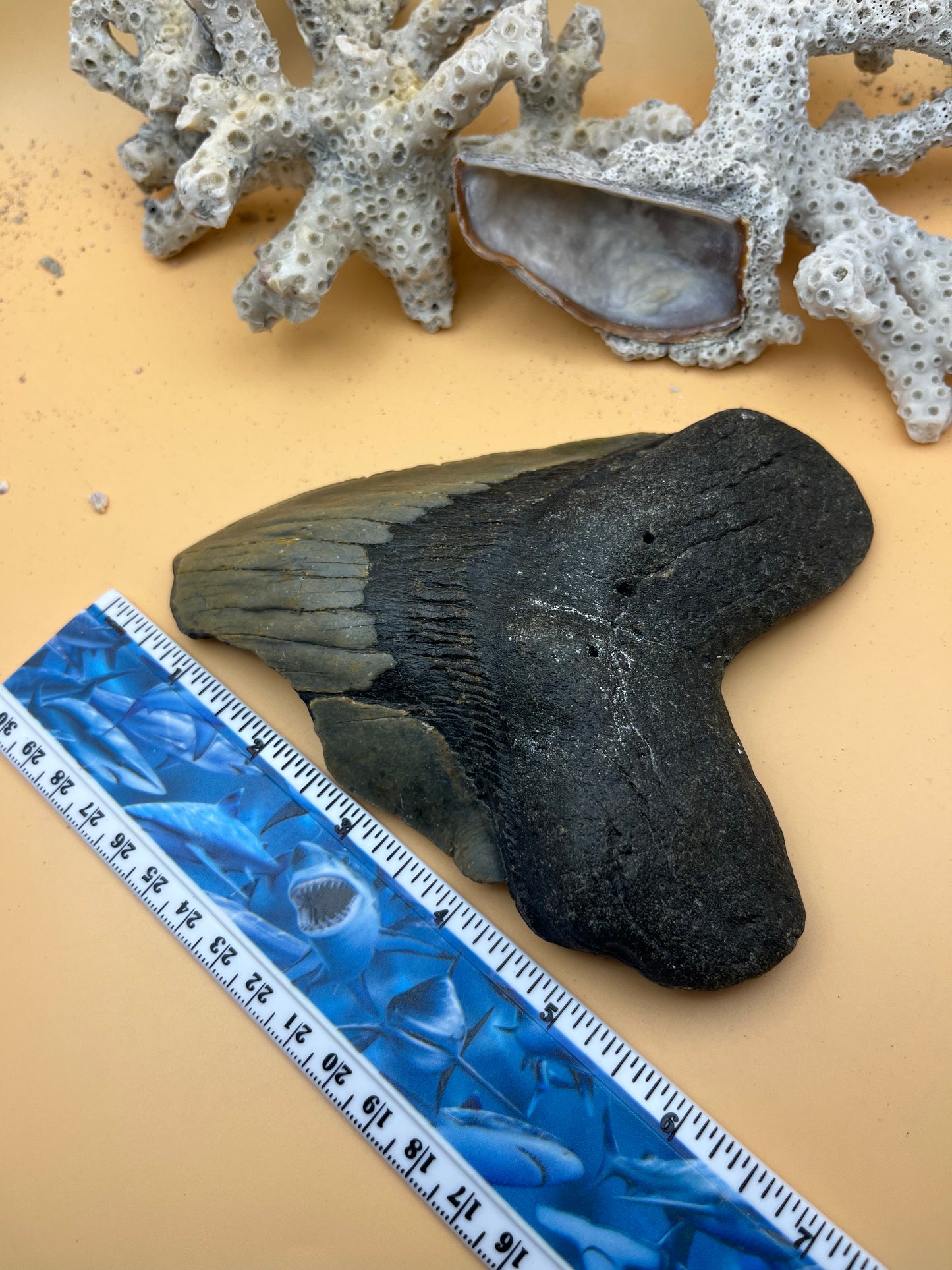 5.96” Megalodon Tooth from a 59’ prehistoric shark!  Great size, nice serrations, nice bourlette. All teeth are hand recovered in 100+ feet of water by scuba divers off North Carolina.  You’re the second human to hold this tooth! Check out Megalodon Tooth