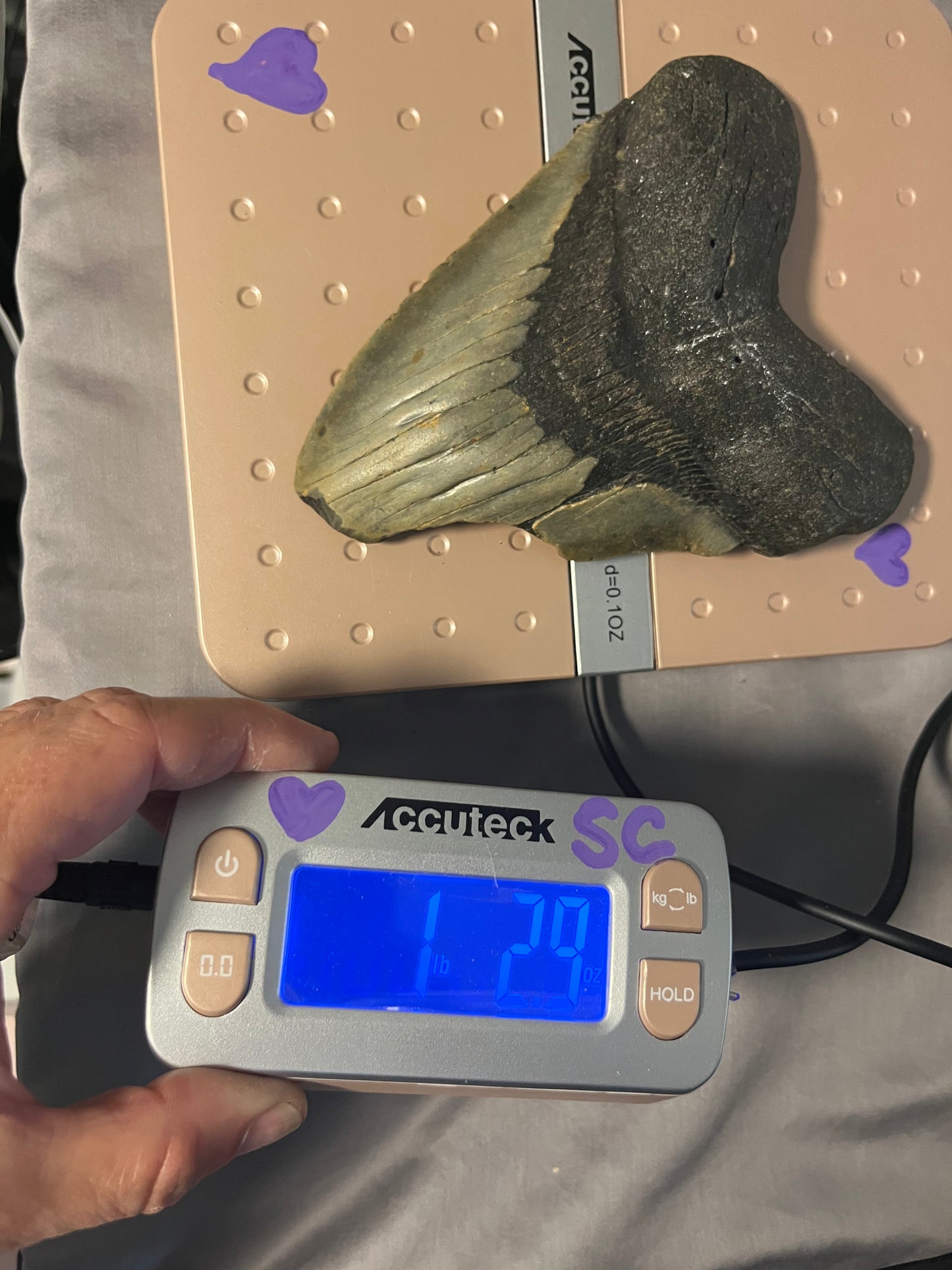5.96” Megalodon Tooth from a 59’ prehistoric shark!  Great size, nice serrations, nice bourlette. All teeth are hand recovered in 100+ feet of water by scuba divers off North Carolina.  You’re the second human to hold this tooth! Check out Megalodon Tooth