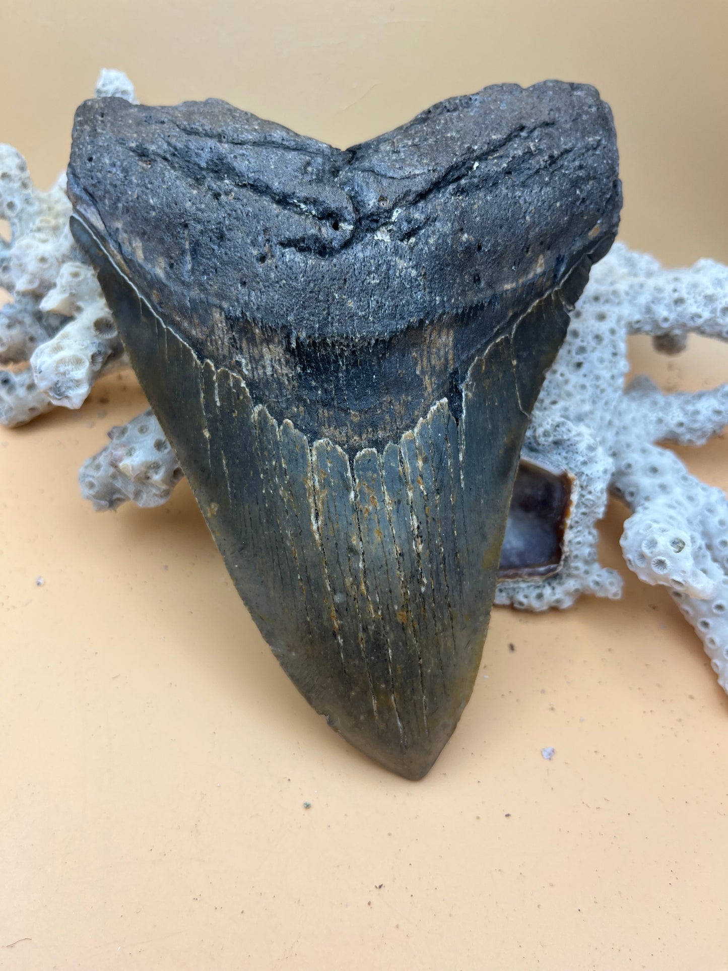 5.85” Megalodon Tooth, Prehistoric Shark Fossil, Scuba Recovered item 184