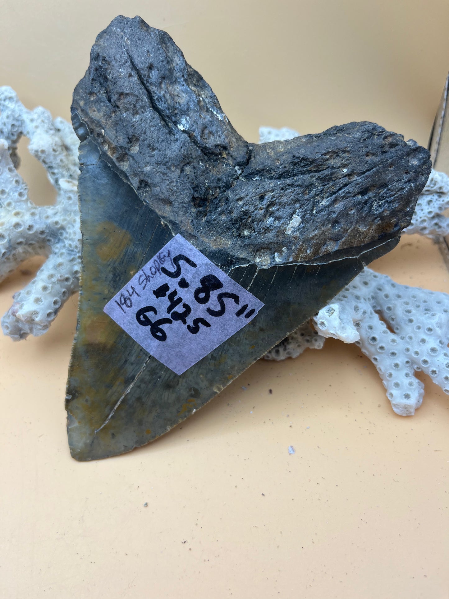 5.85” Megalodon Tooth, Prehistoric Shark Fossil, Scuba Recovered item 184