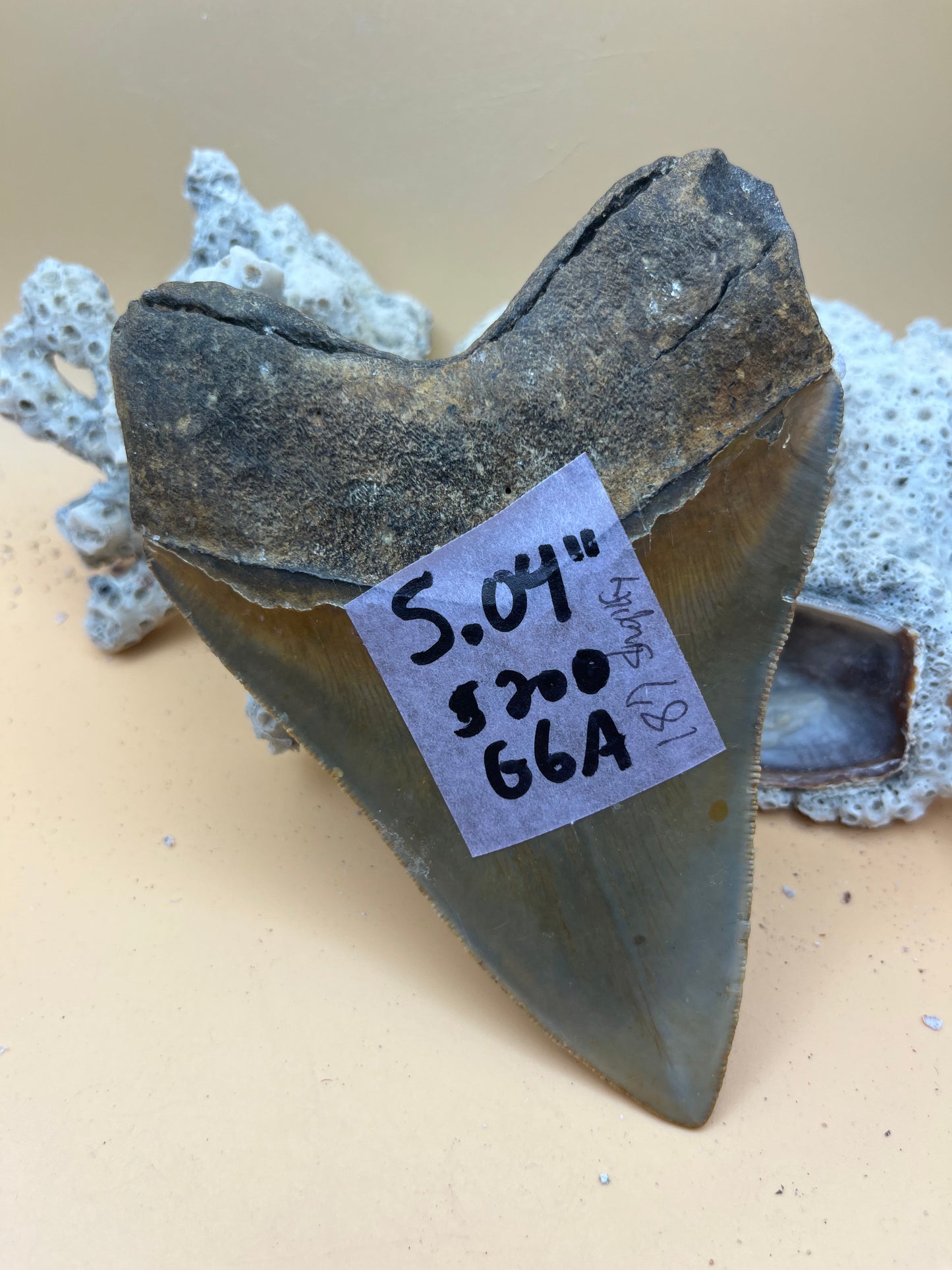 5.04”  Megalodon Tooth from a 50’ prehistoric shark!