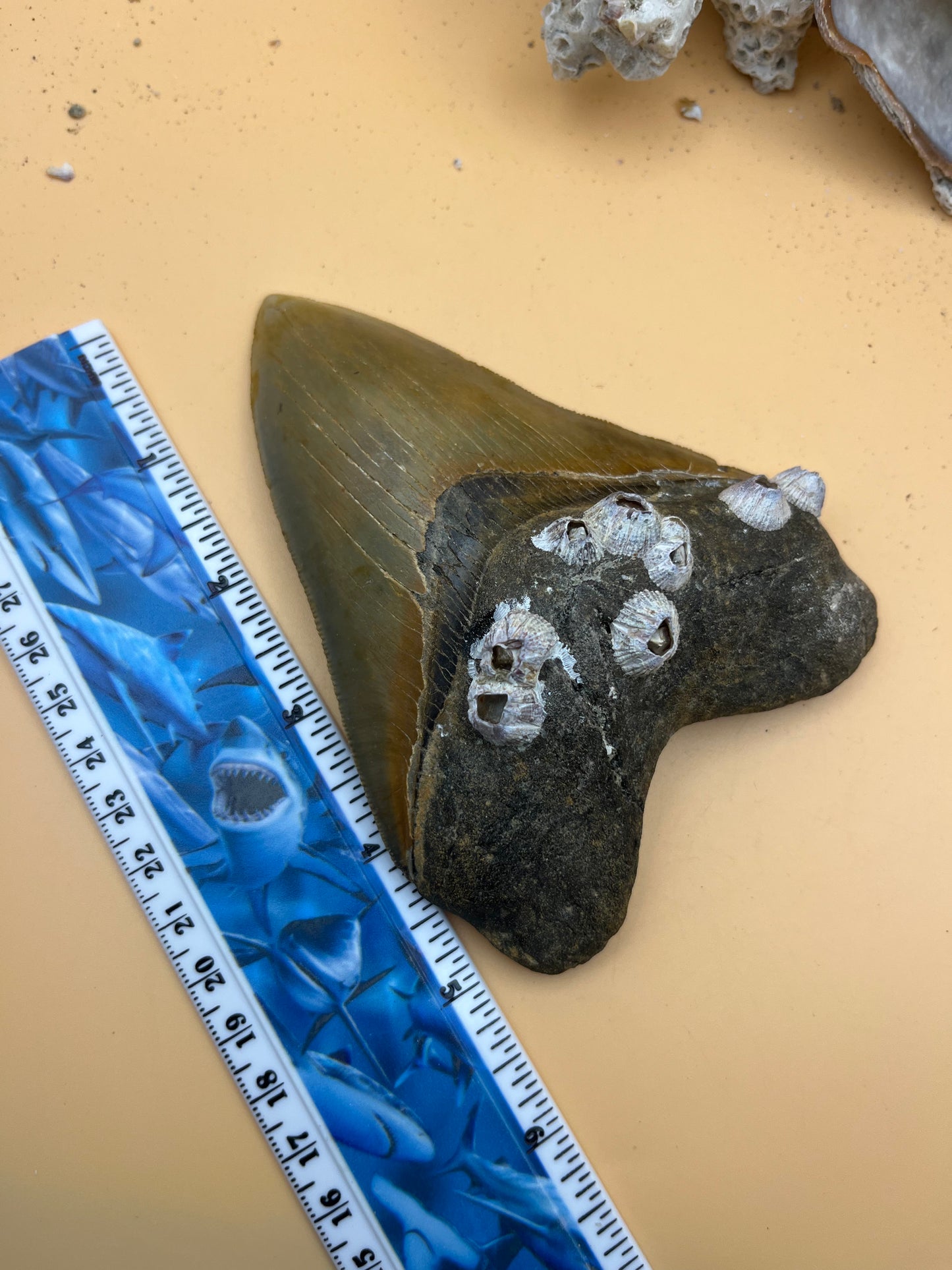 5.04”  Megalodon Tooth from a 50’ prehistoric shark!