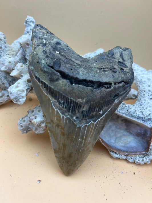 4.45” Megalodon Tooth from a 44’ prehistoric shark!