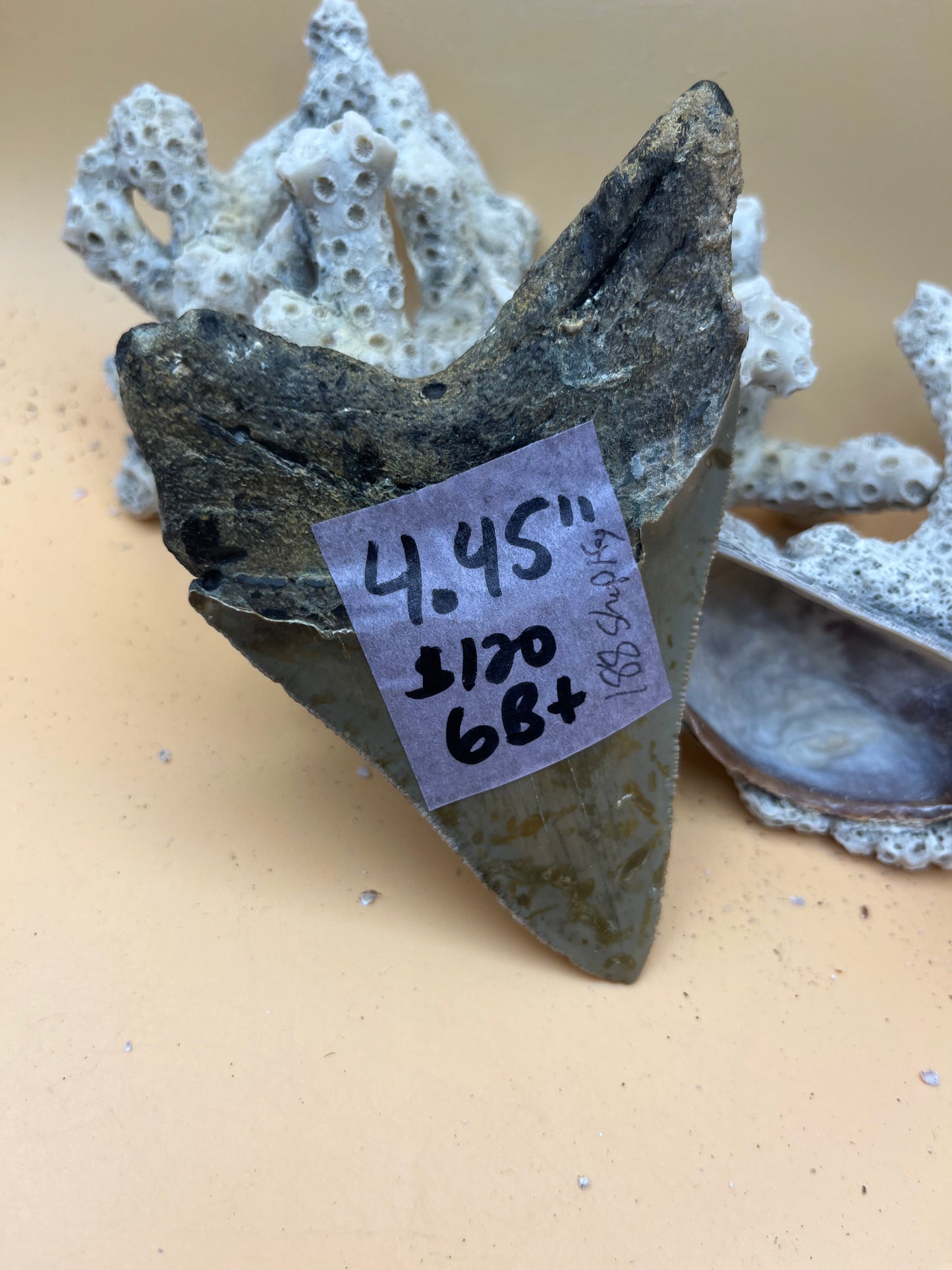 4.45” Megalodon Tooth from a 44’ prehistoric shark!