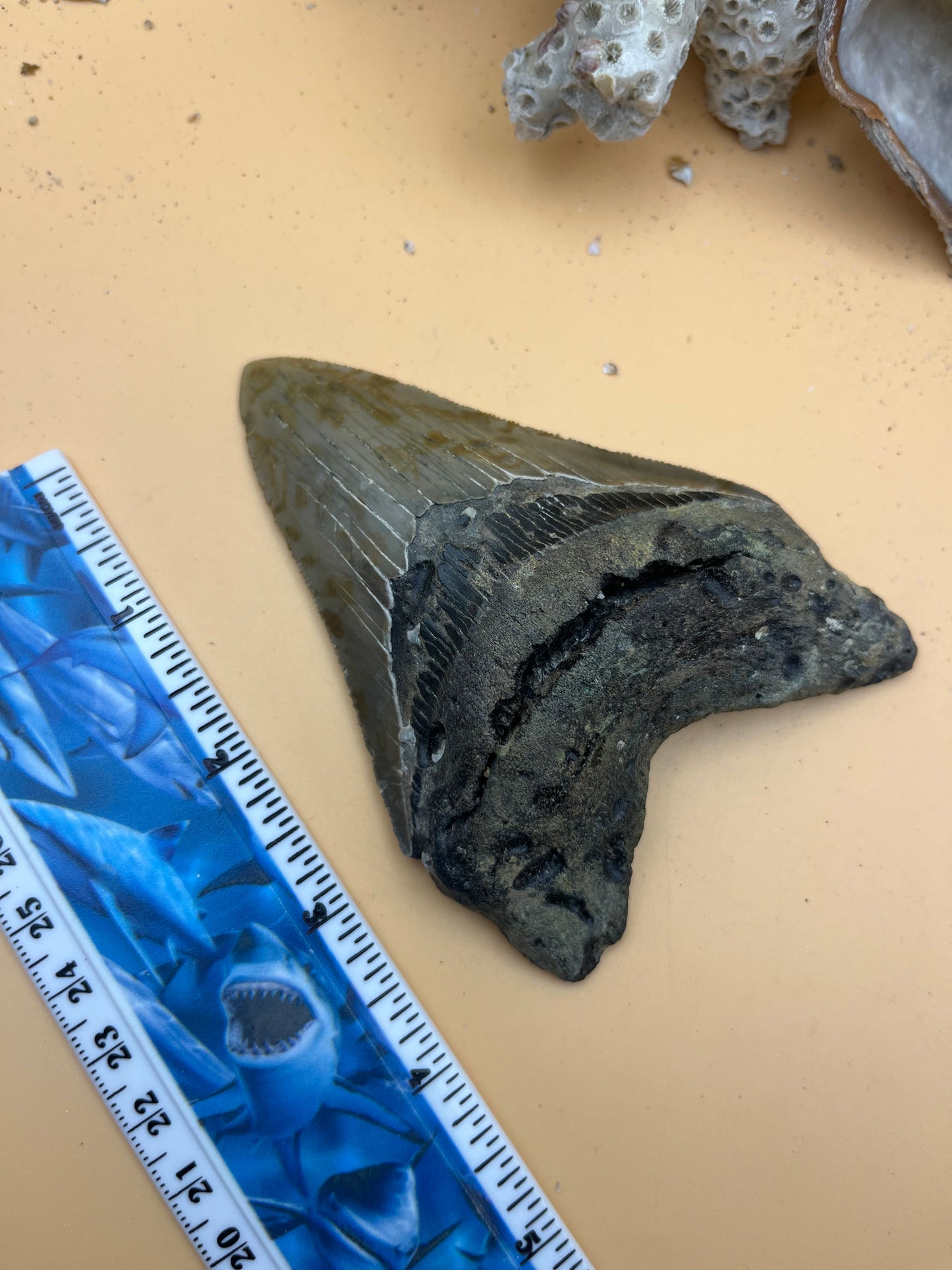 4.45” Megalodon Tooth from a 44’ prehistoric shark!