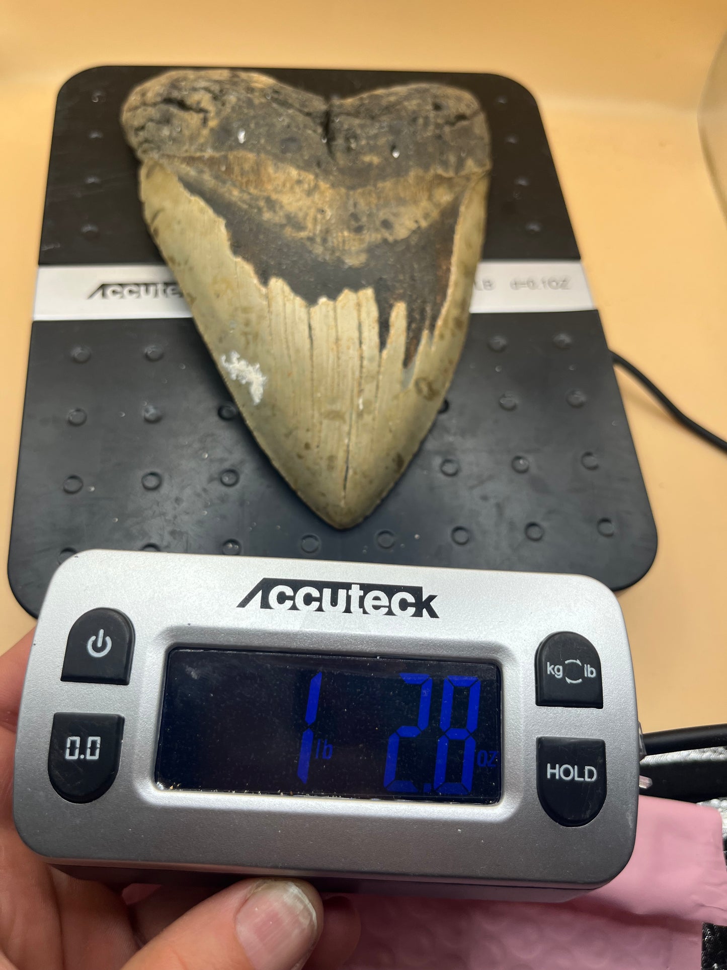 6.5” x 4.6” Megalodon Tooth from a 66’ prehistoric shark! Massive rare size!