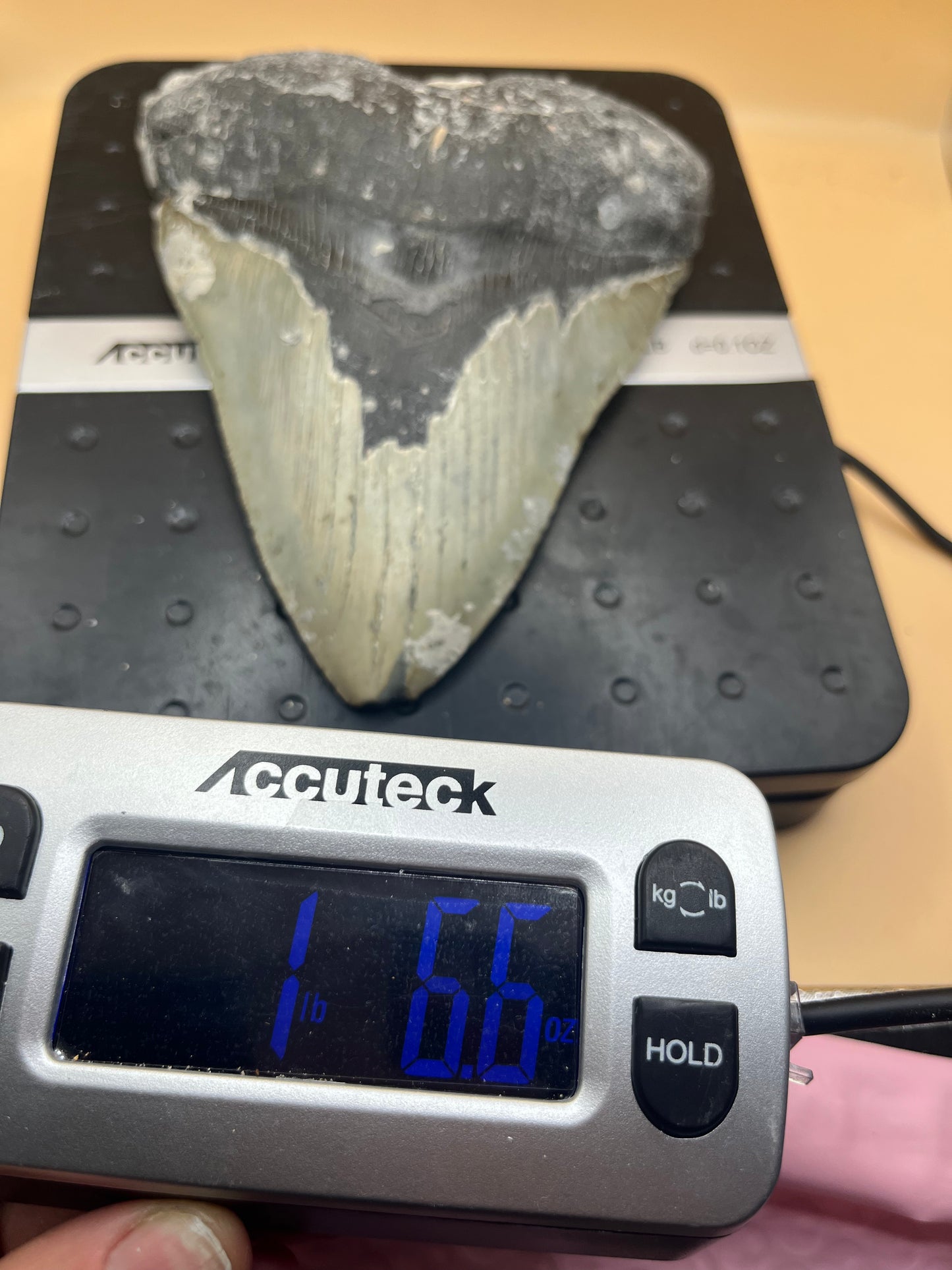 6.5” x 4.9” Megalodon Tooth from a 65’ prehistoric shark! Great size