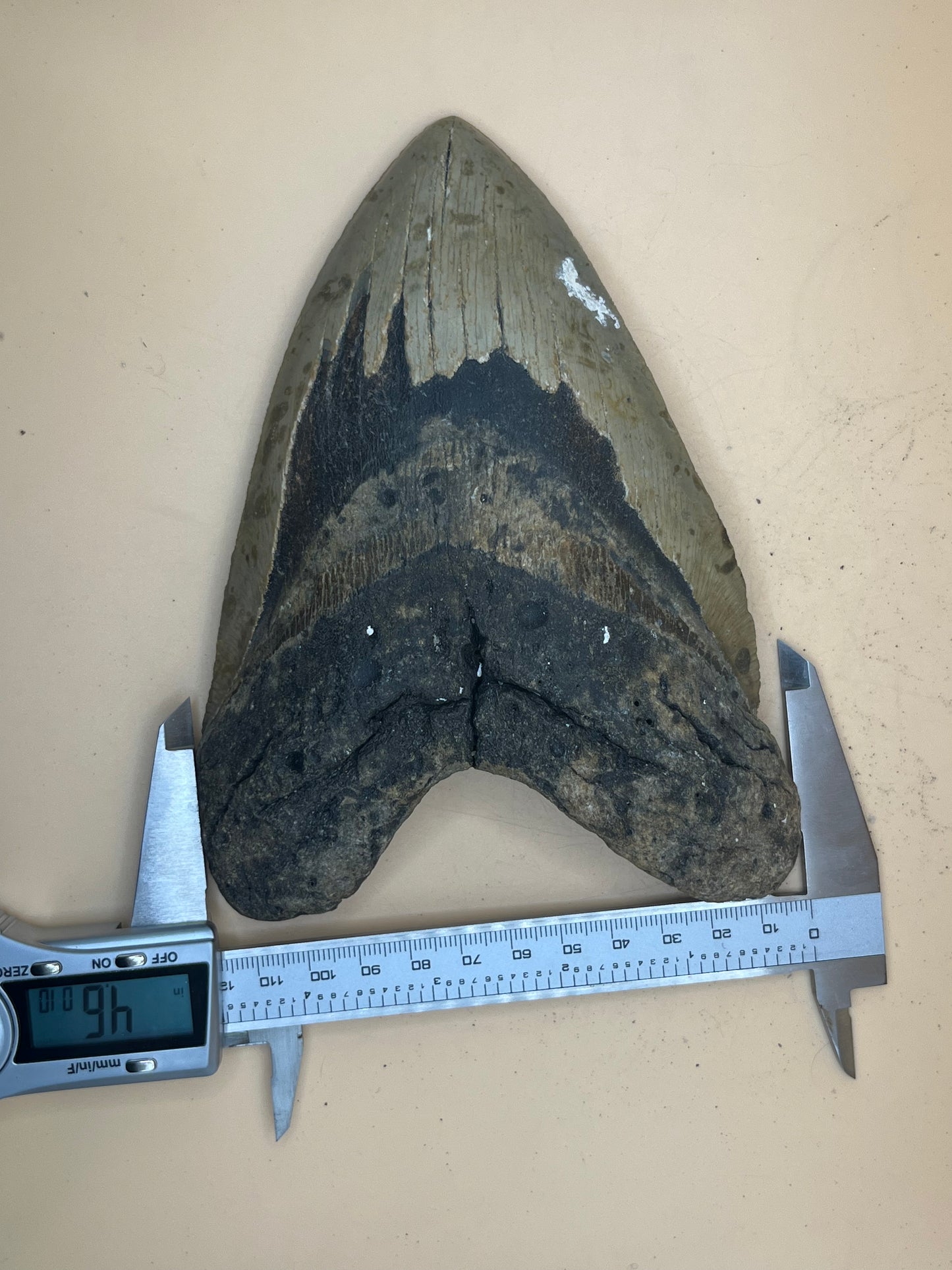 6.5” x 4.6” Megalodon Tooth from a 66’ prehistoric shark! Massive rare size!