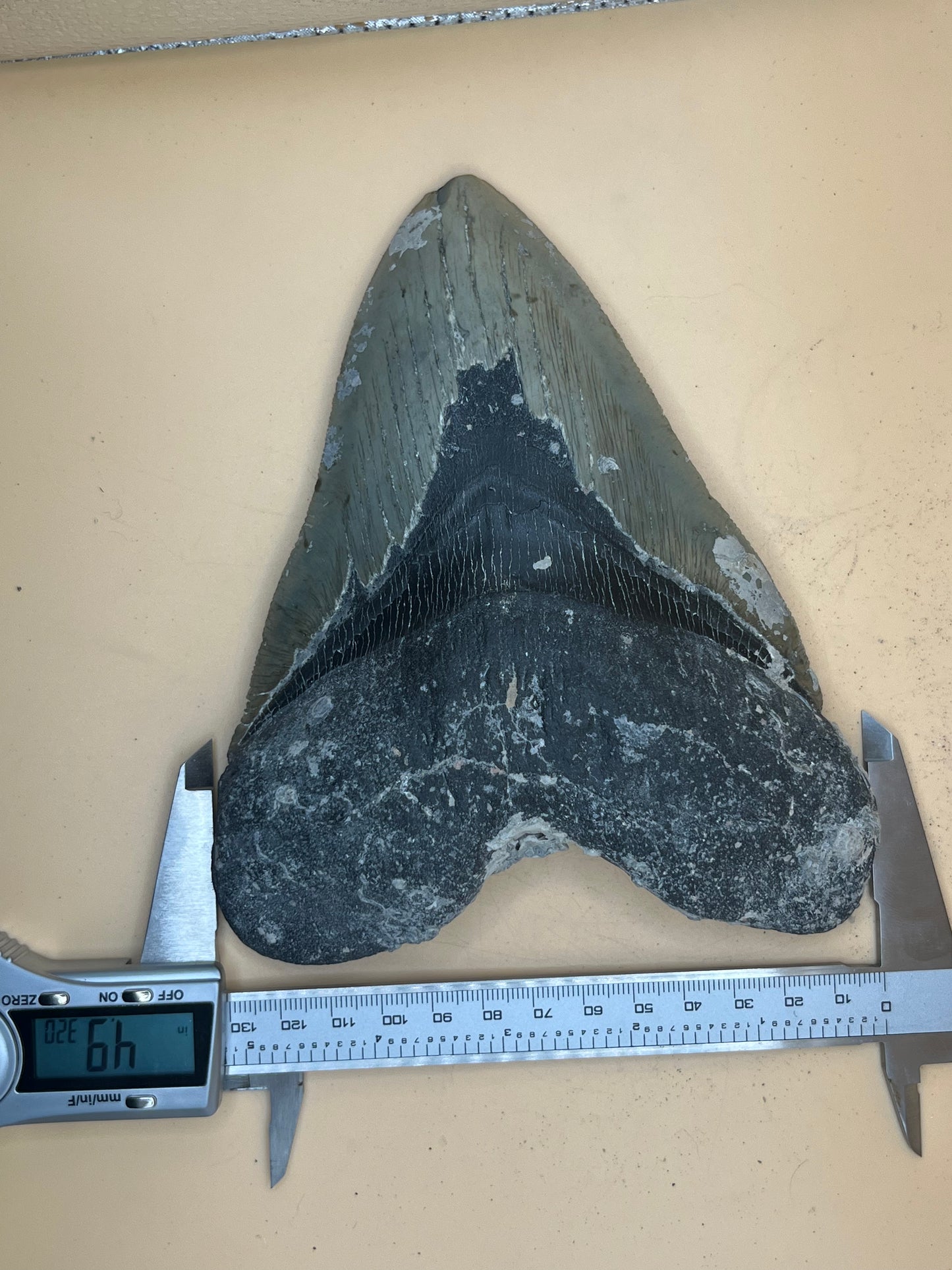 6.5” x 4.9” Megalodon Tooth from a 65’ prehistoric shark! Great size